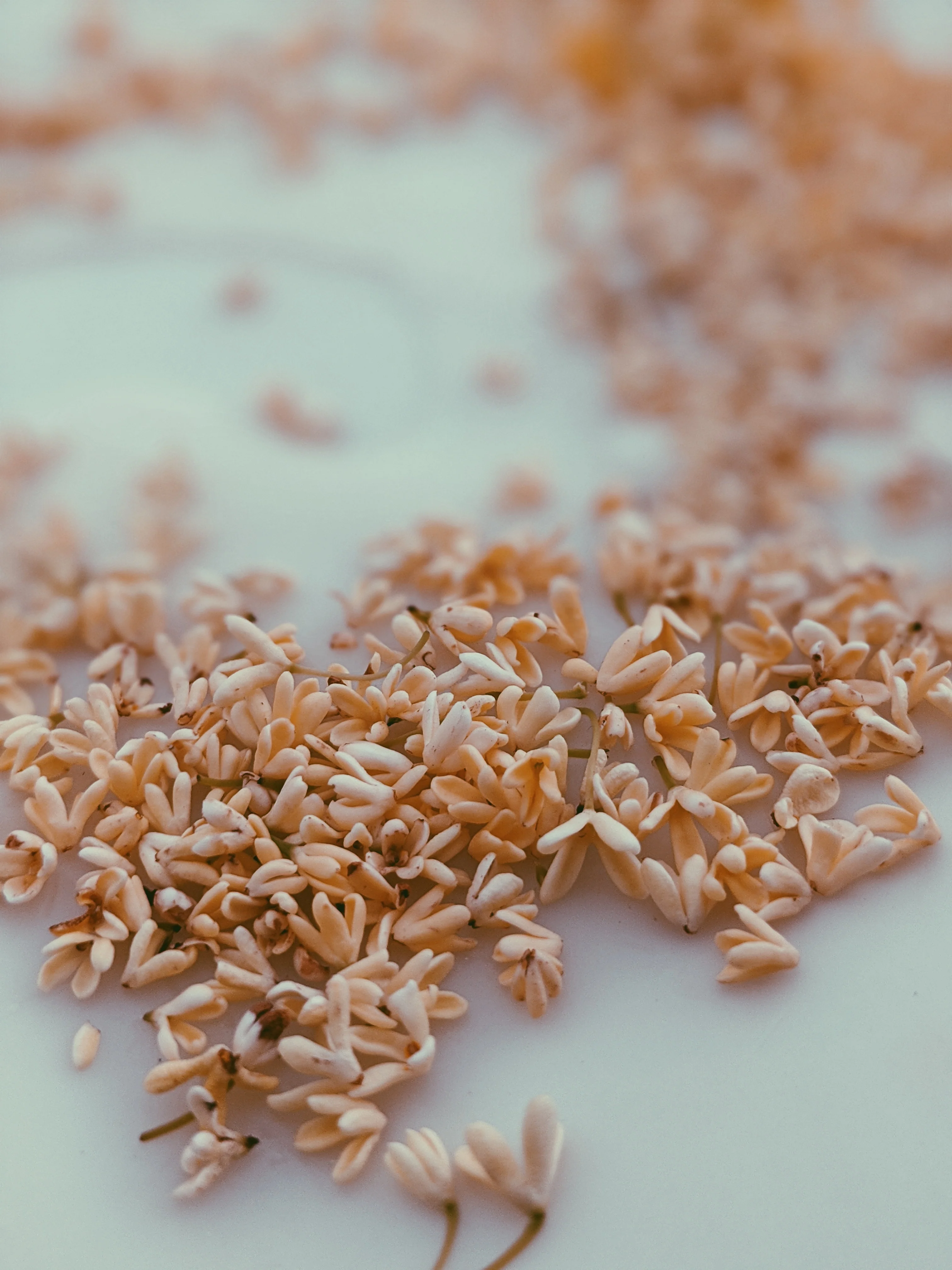 Peach Iris. enfleurage perfume. orris root, peach, rose, apricot, osmanthus, stephanotis. October 2023 - Image 7