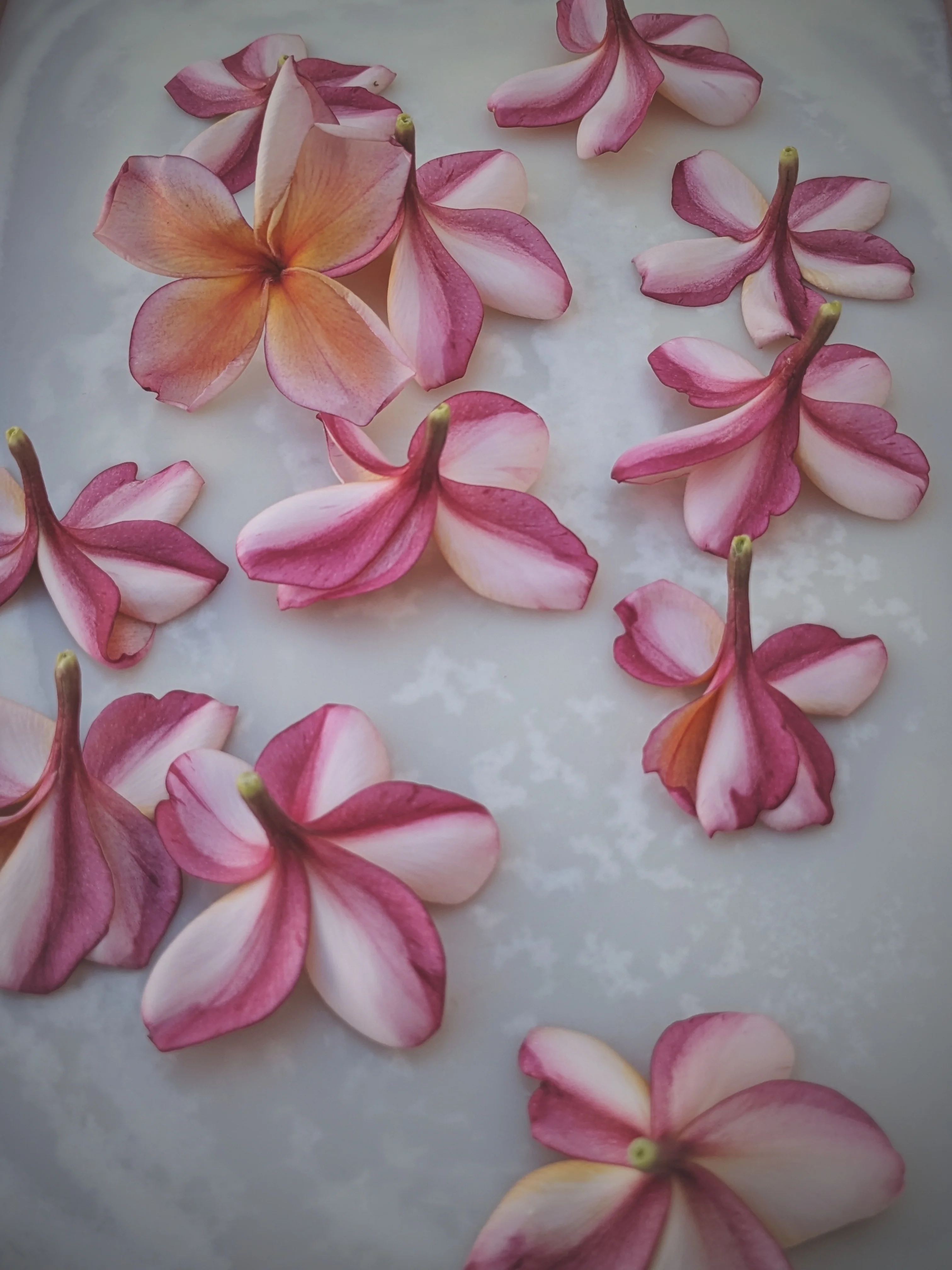 Peach Plumeria Enfleurage. Made exclusively with the flowers from a peach scented plumeria cultivar grown in the Wild Veil Perfume gardens in volcanic soil. Summer 2024. - Image 11