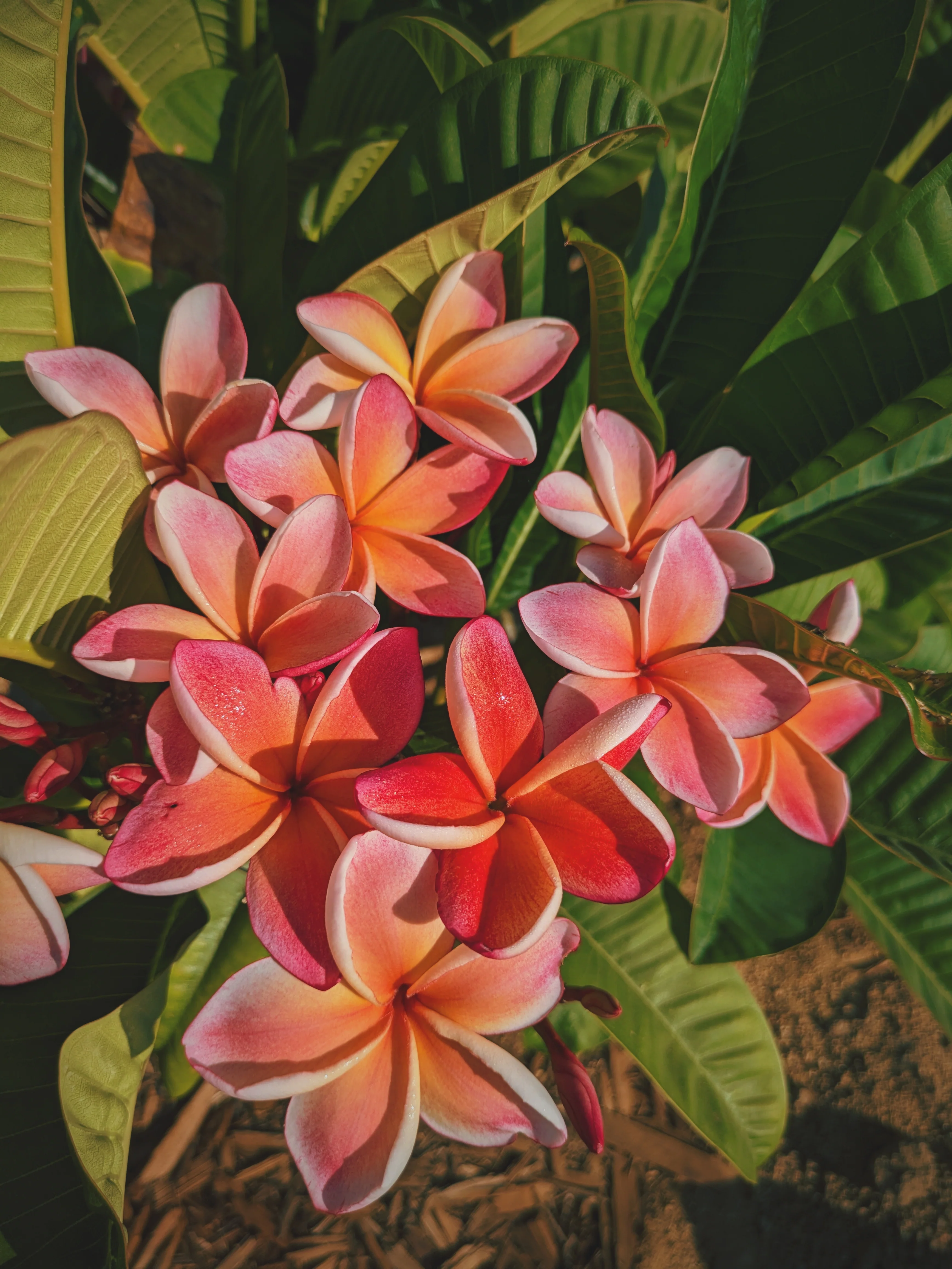 Peach Plumeria Enfleurage. Made exclusively with the flowers from a peach scented plumeria cultivar grown in the Wild Veil Perfume gardens in volcanic soil. Summer 2024. - Image 13