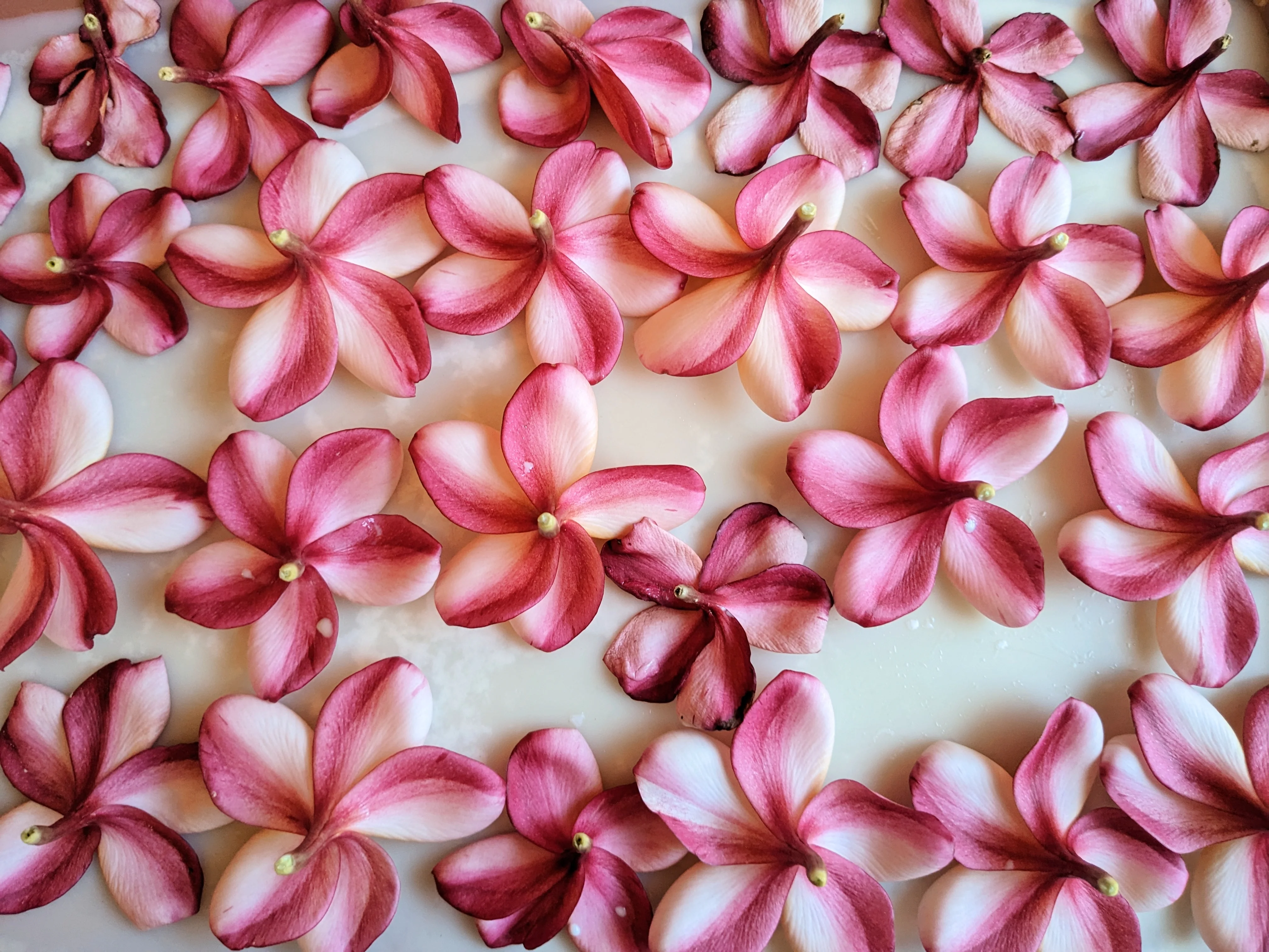 Peach Plumeria Enfleurage. Made exclusively with the flowers from a peach scented plumeria cultivar grown in the Wild Veil Perfume gardens in volcanic soil. Summer 2024. - Image 17