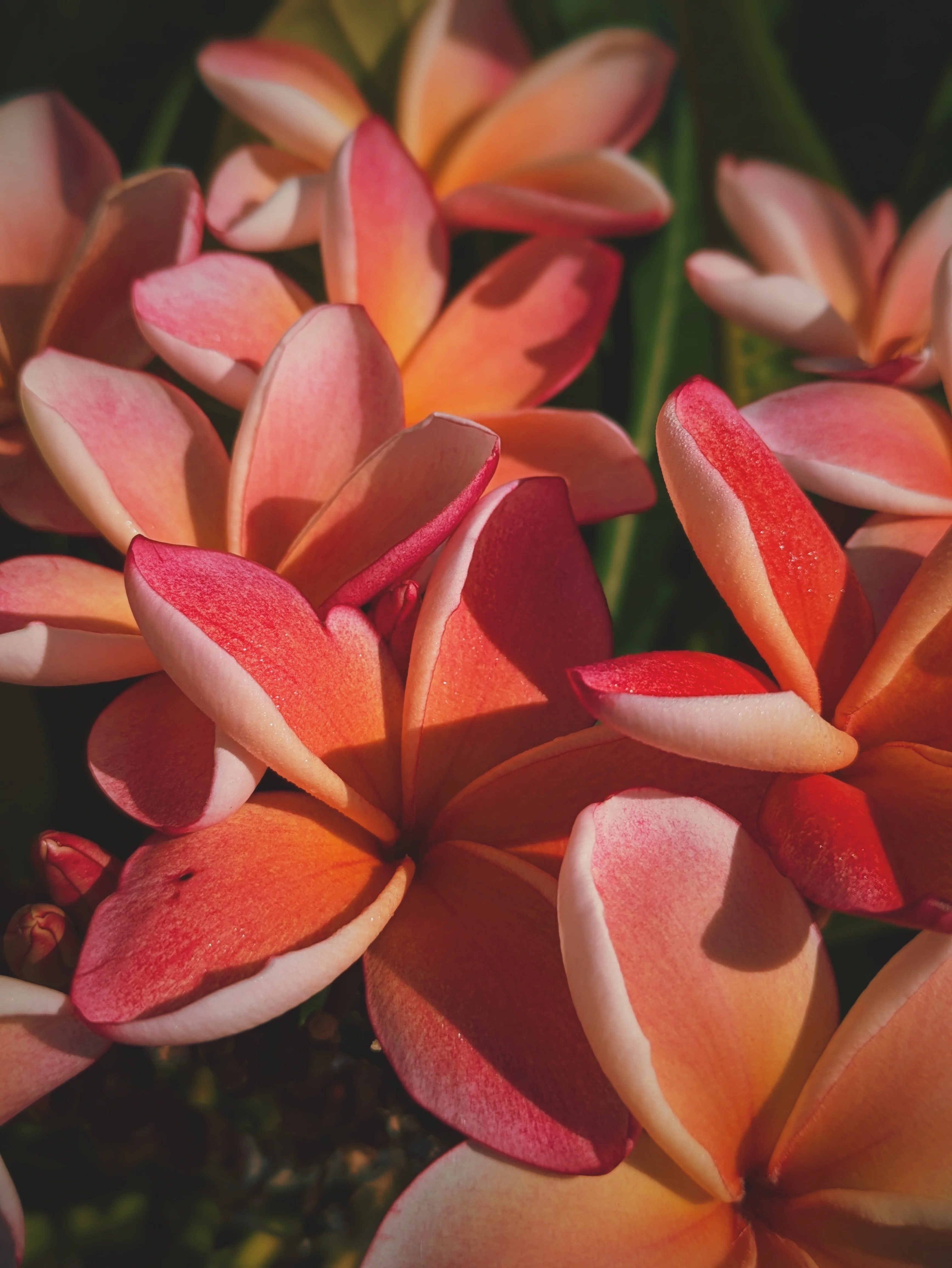 Peach Plumeria Enfleurage. Made exclusively with the flowers from a peach scented plumeria cultivar grown in the Wild Veil Perfume gardens in volcanic soil. Summer 2024. - Image 19