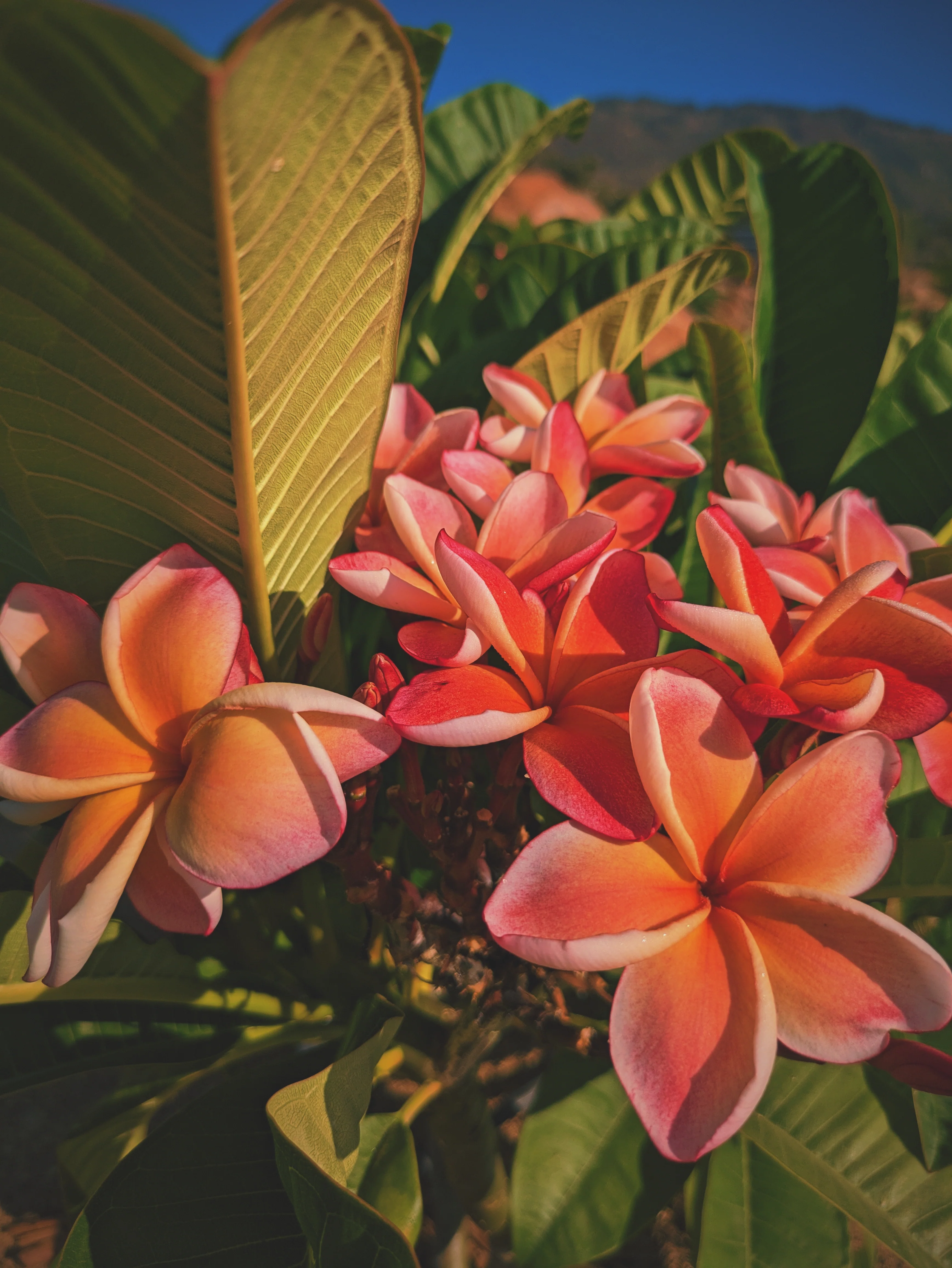 Peach Plumeria Enfleurage. Made exclusively with the flowers from a peach scented plumeria cultivar grown in the Wild Veil Perfume gardens in volcanic soil. Summer 2024. - Image 22