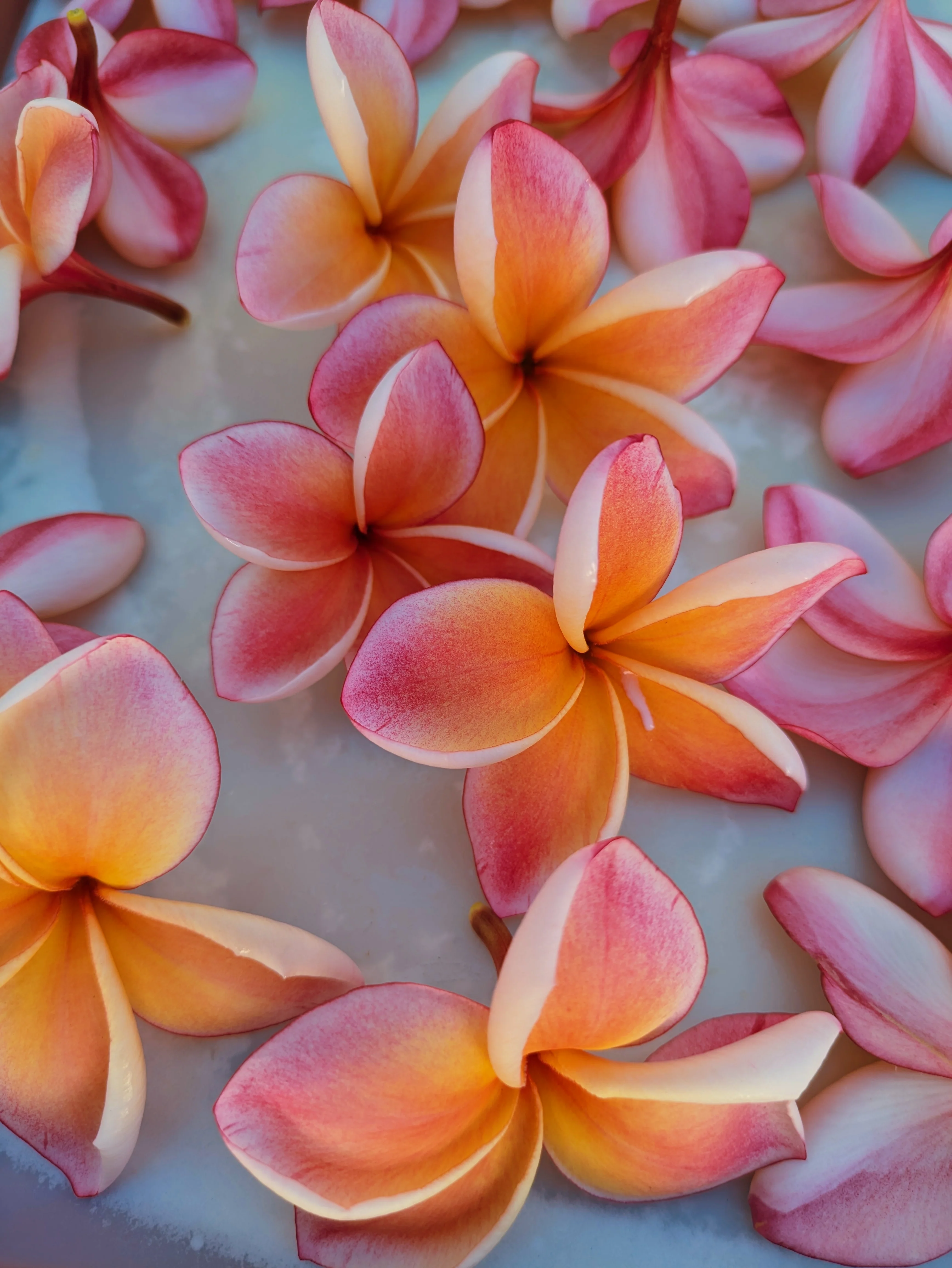 Peach Plumeria Enfleurage. Made exclusively with the flowers from a peach scented plumeria cultivar grown in the Wild Veil Perfume gardens in volcanic soil. Summer 2024. - Image 23