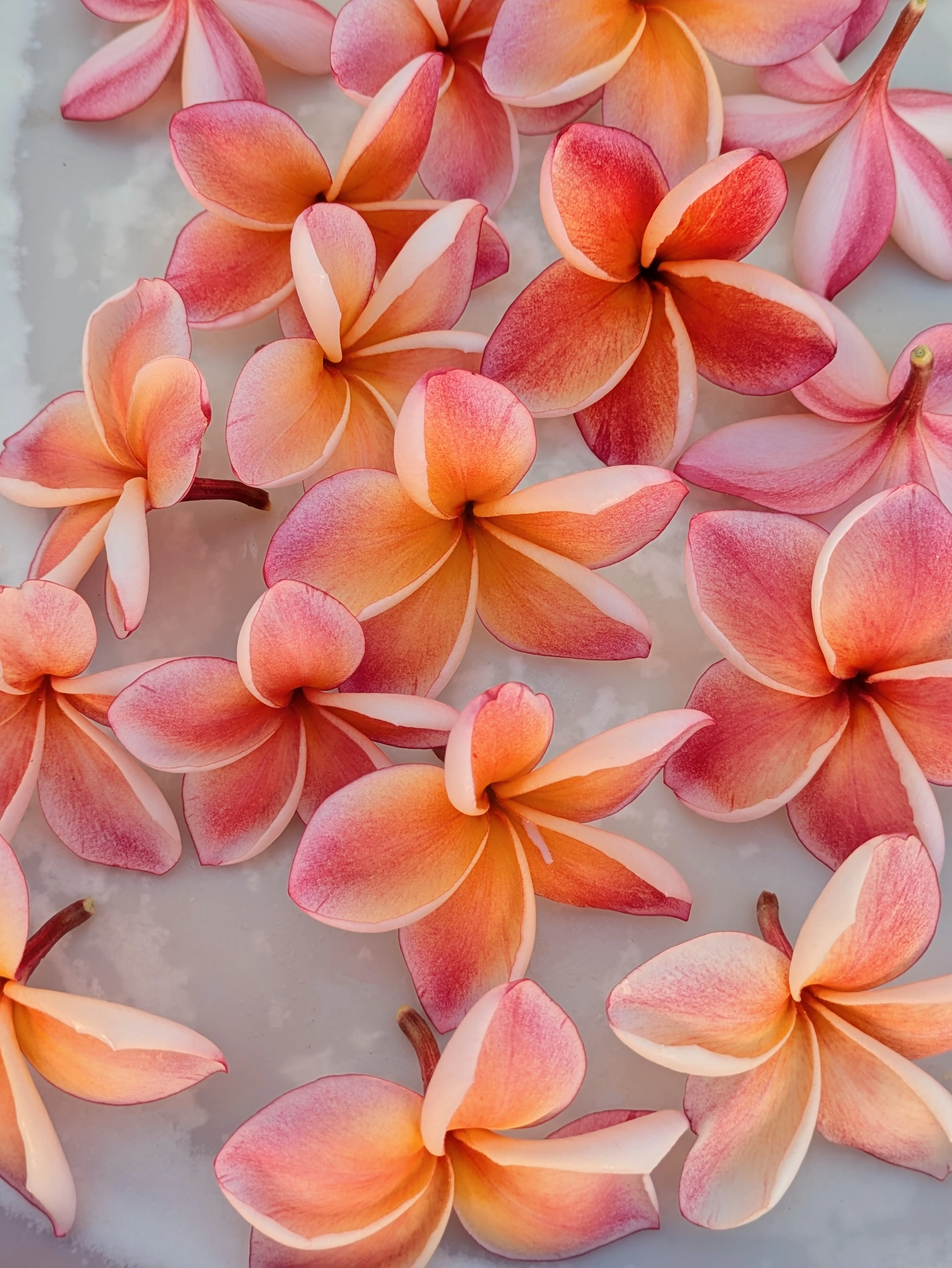 Peach Plumeria Enfleurage. Made exclusively with the flowers from a peach scented plumeria cultivar grown in the Wild Veil Perfume gardens in volcanic soil. Summer 2024. - Image 3