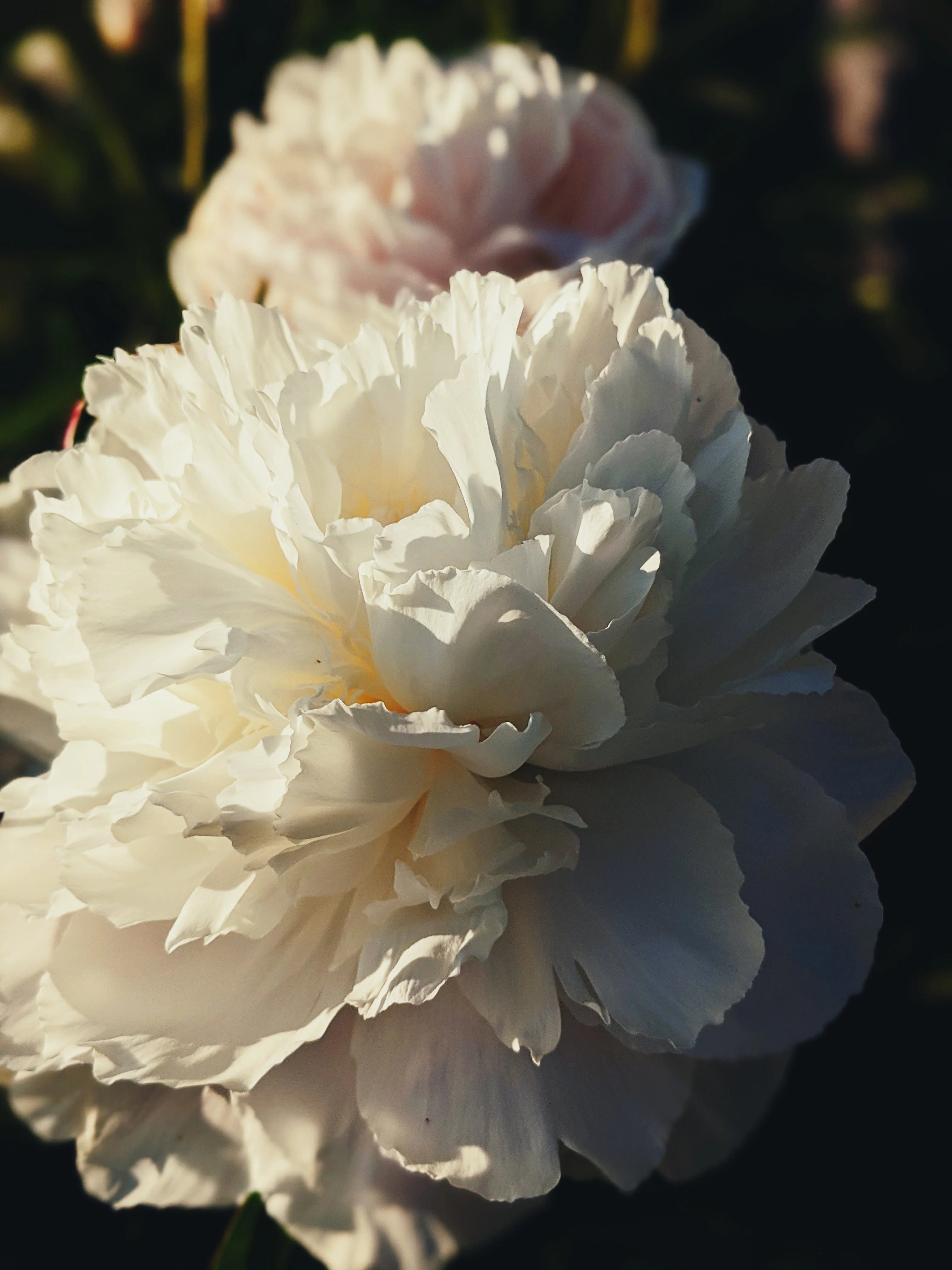 Peony Enfleurage June 2021, Central Vermont. - Image 10