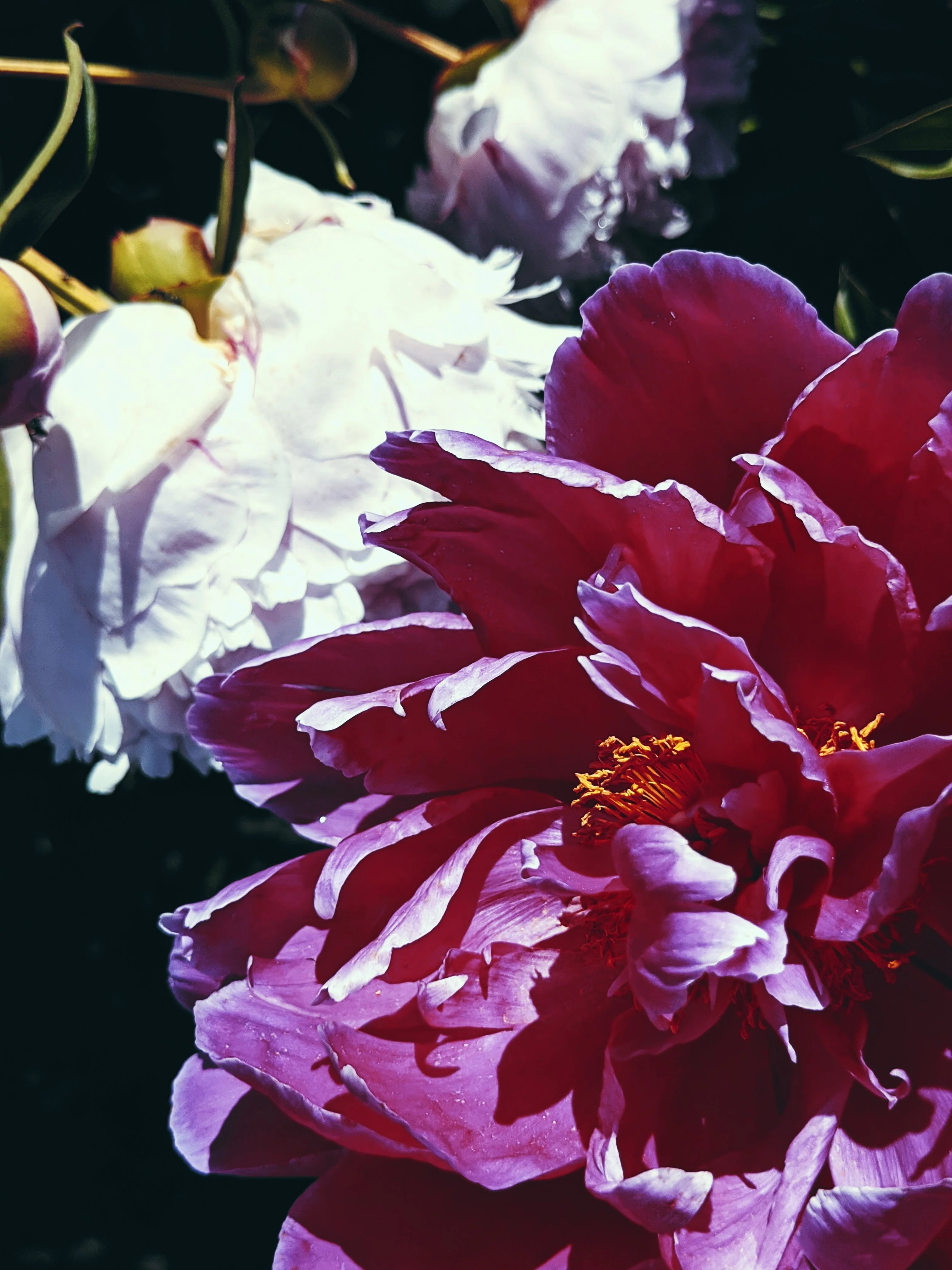 Peony Enfleurage June 2021, Central Vermont. - Image 11