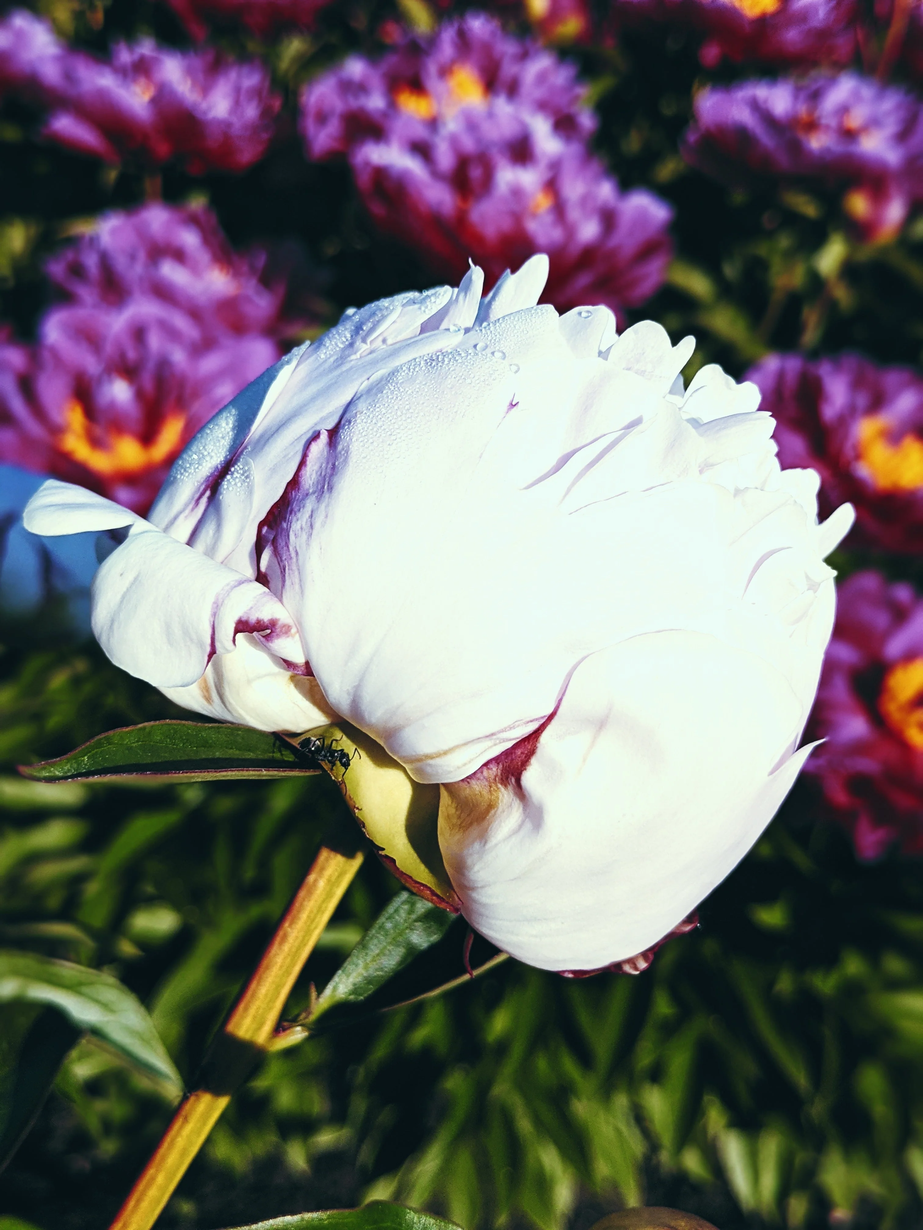 Peony Enfleurage June 2021, Central Vermont. - Image 12