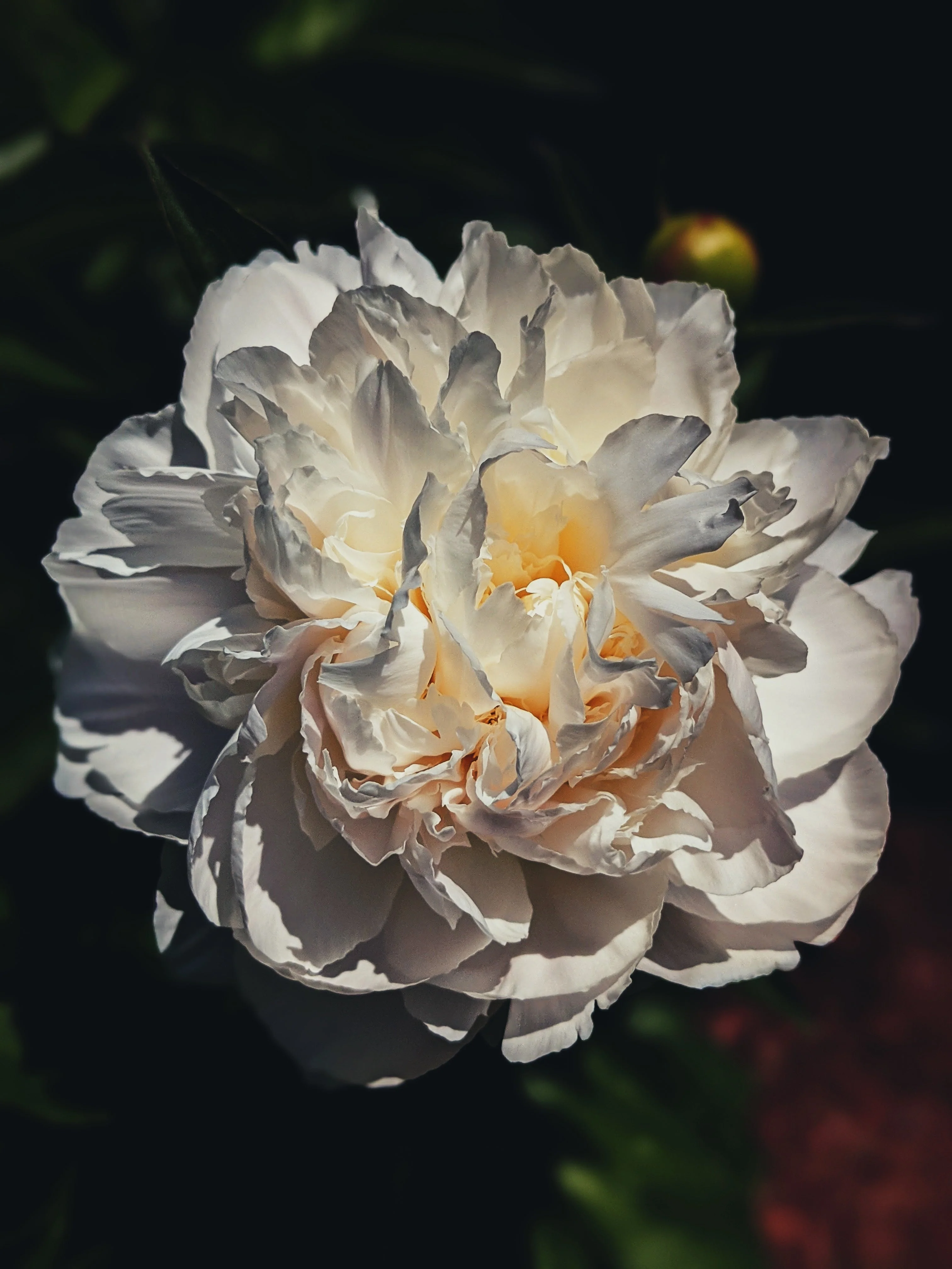 Peony Enfleurage June 2021, Central Vermont. - Image 13