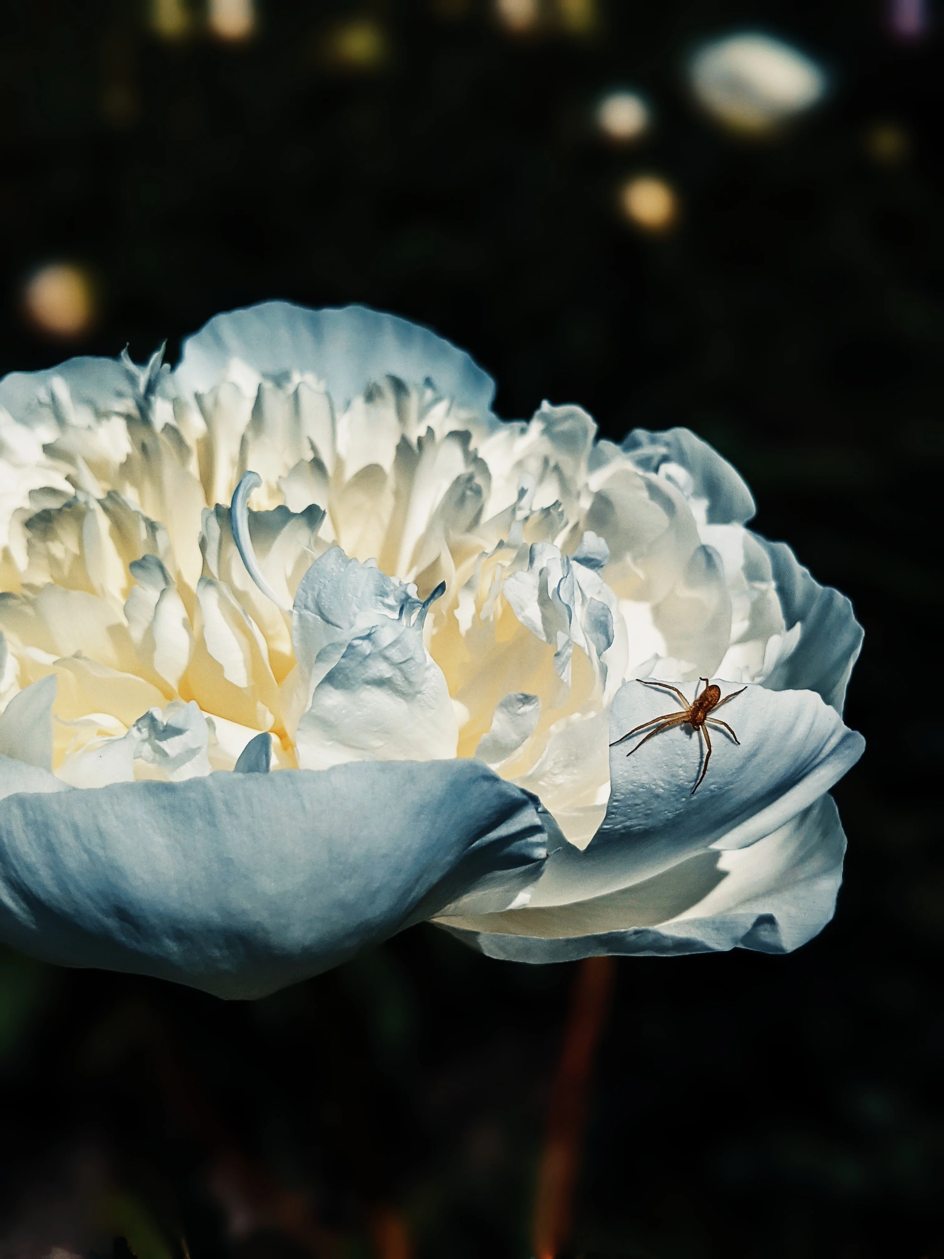 Peony Enfleurage June 2021, Central Vermont. - Image 3