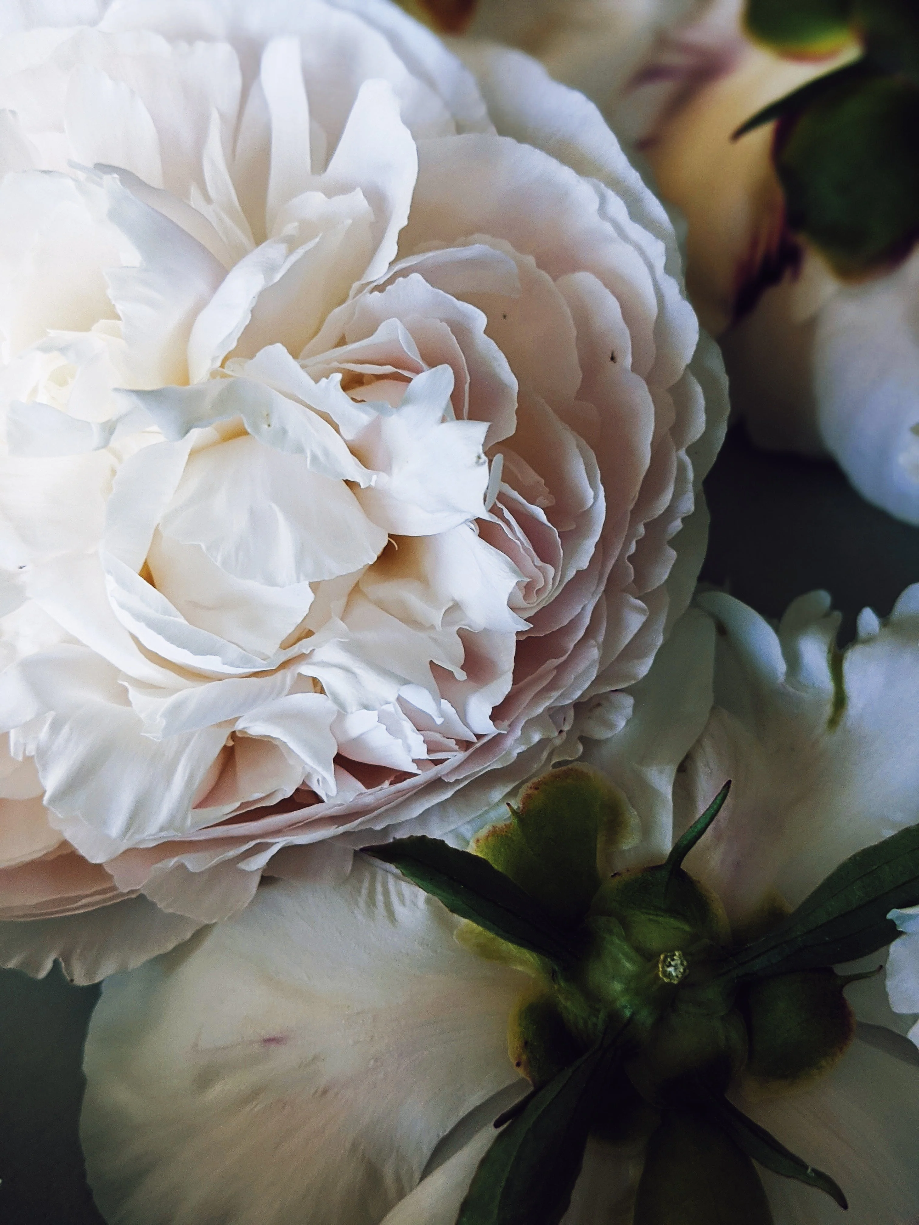 Peony Enfleurage June 2021, Central Vermont. - Image 4