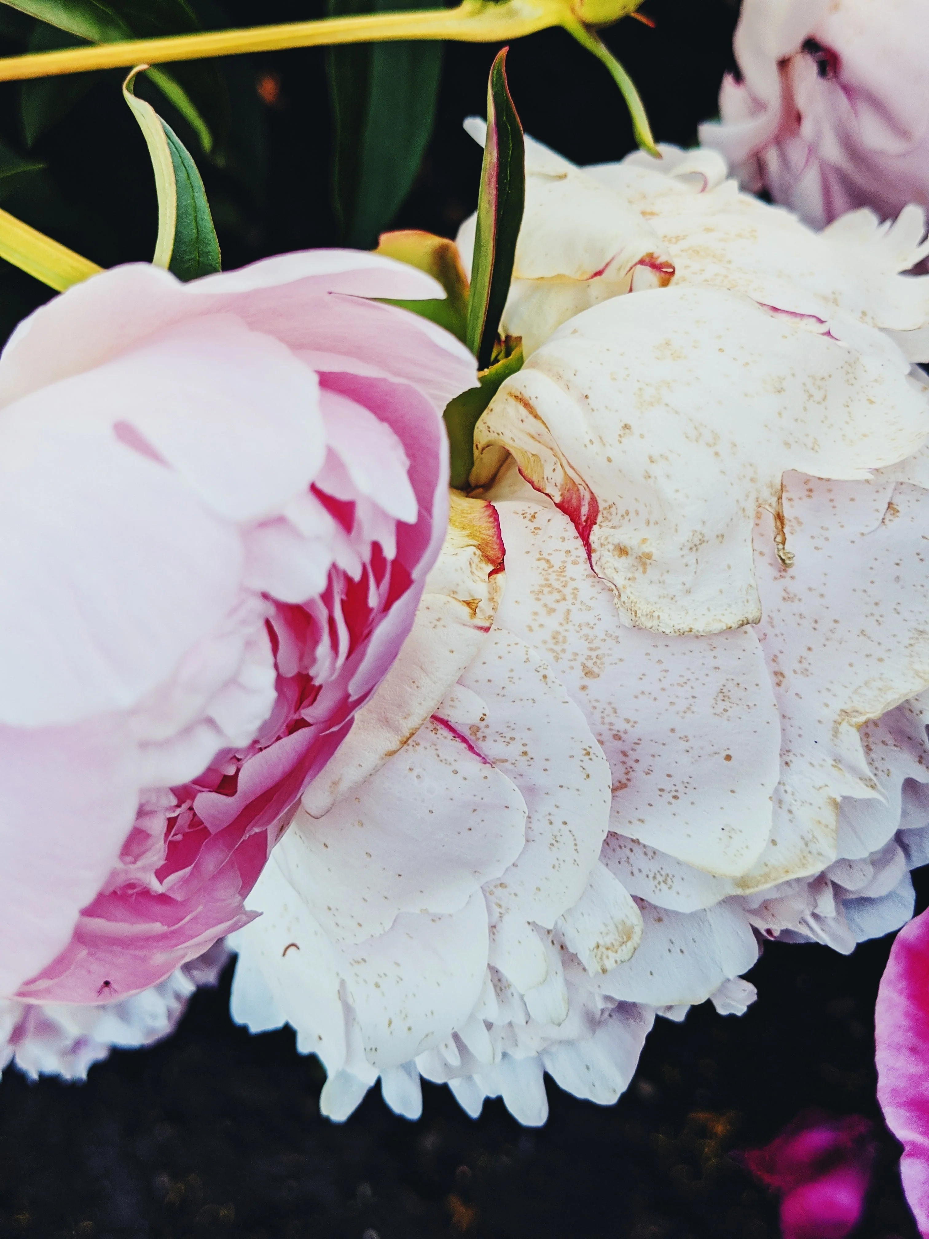 Peony Enfleurage June 2021, Central Vermont. - Image 5