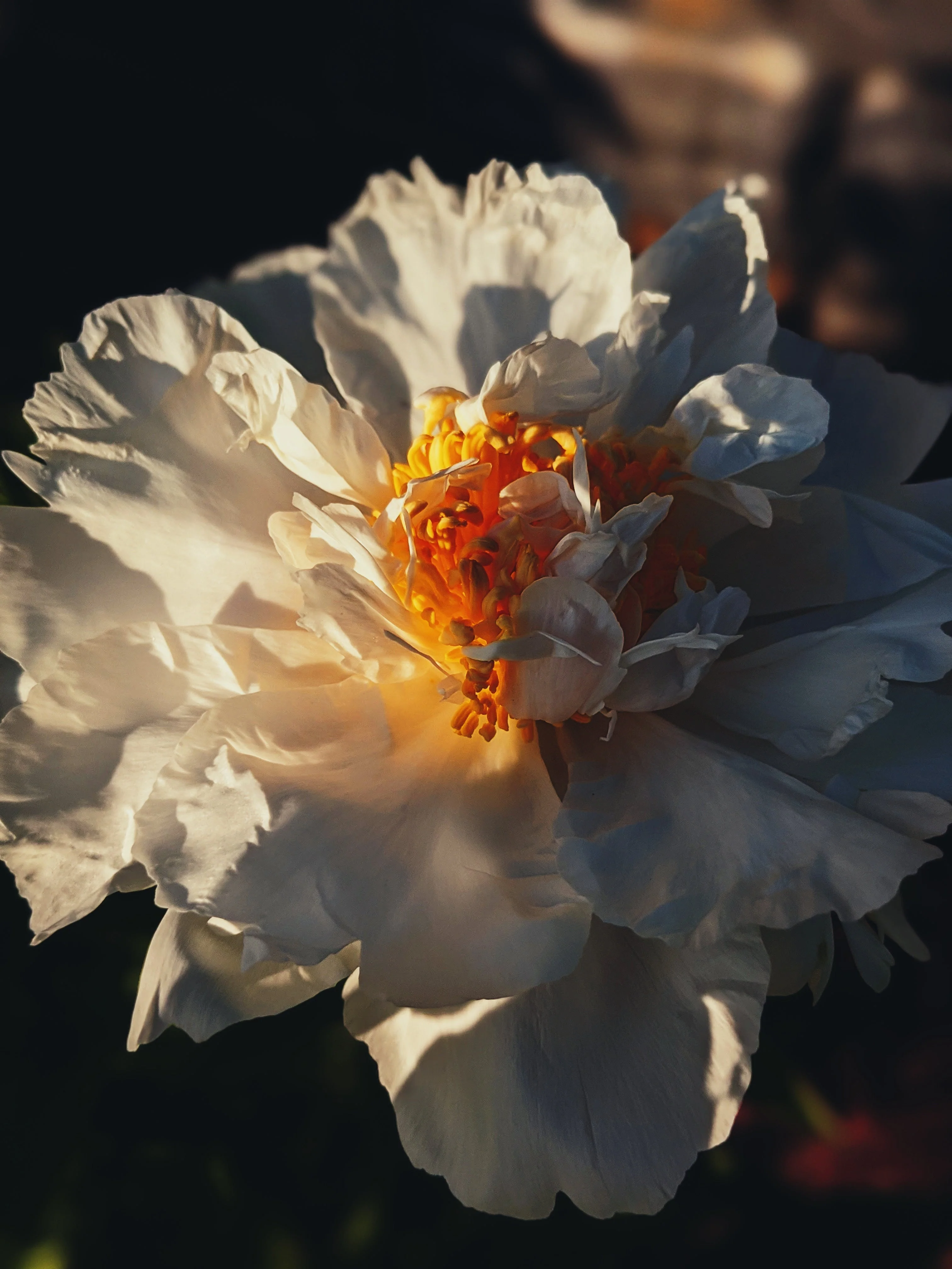 Peony Enfleurage June 2021, Central Vermont. - Image 8
