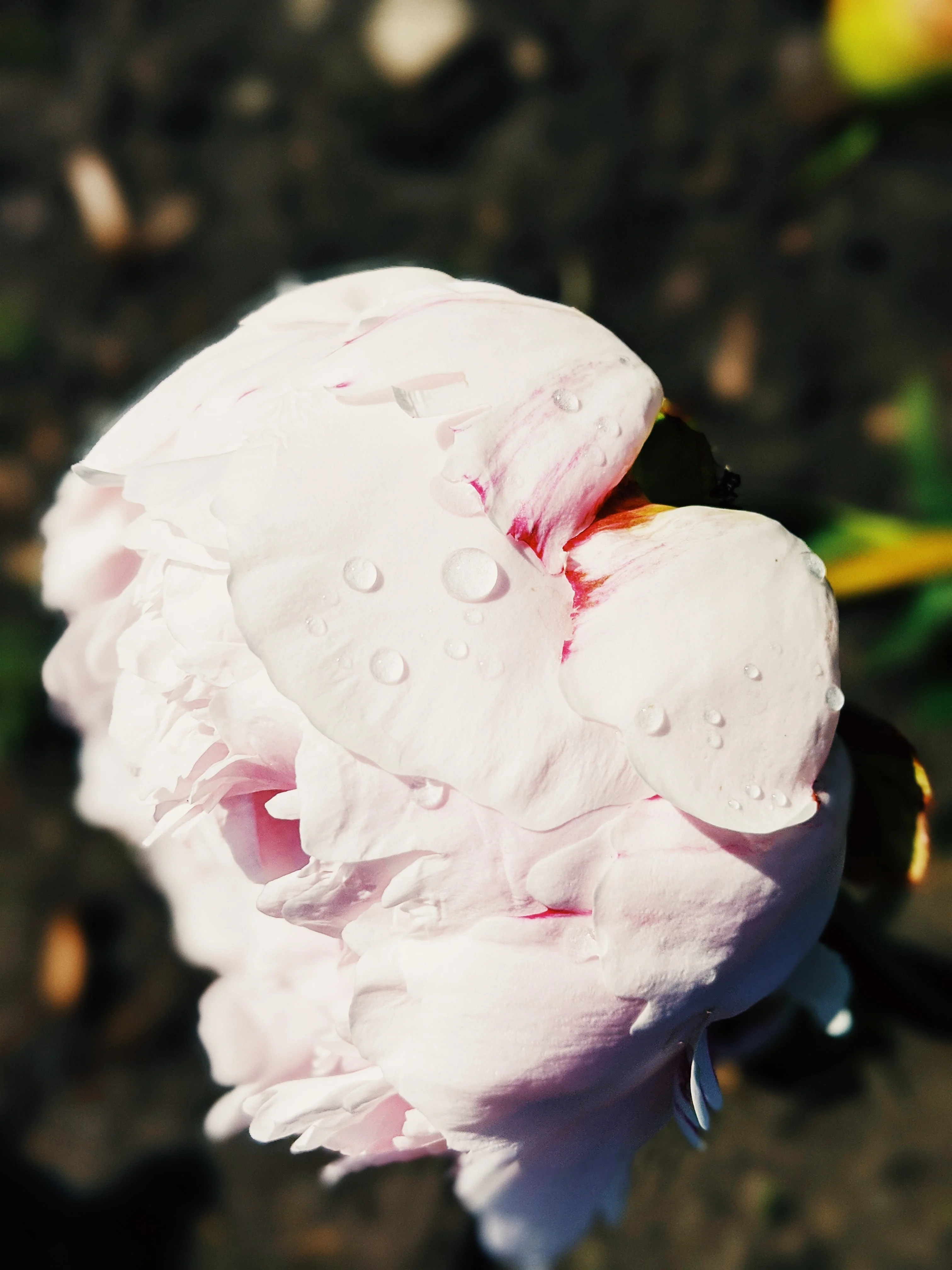 Peony Enfleurage June 2021, Central Vermont. - Image 9
