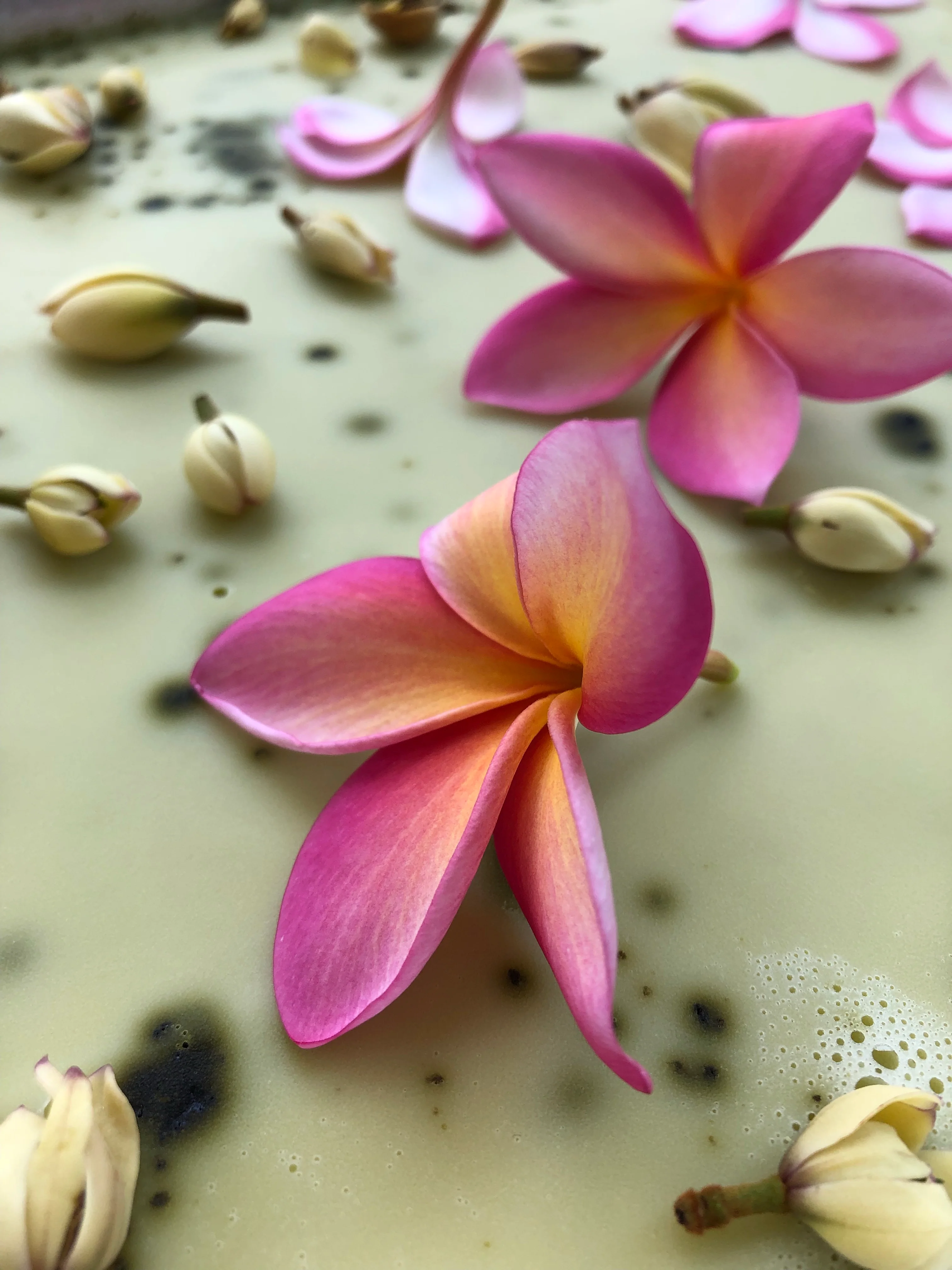 Plumeria, Banana Magnolia and Seogwang Tea Enfleurage. - Image 4