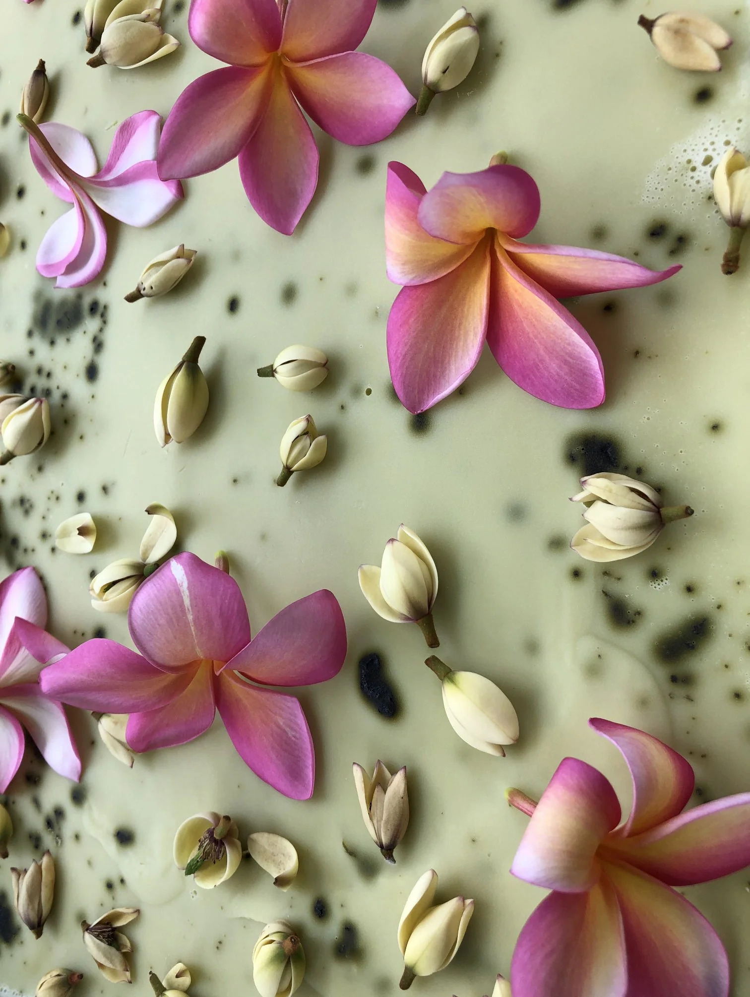 Plumeria, Banana Magnolia and Seogwang Tea Enfleurage. - Image 9