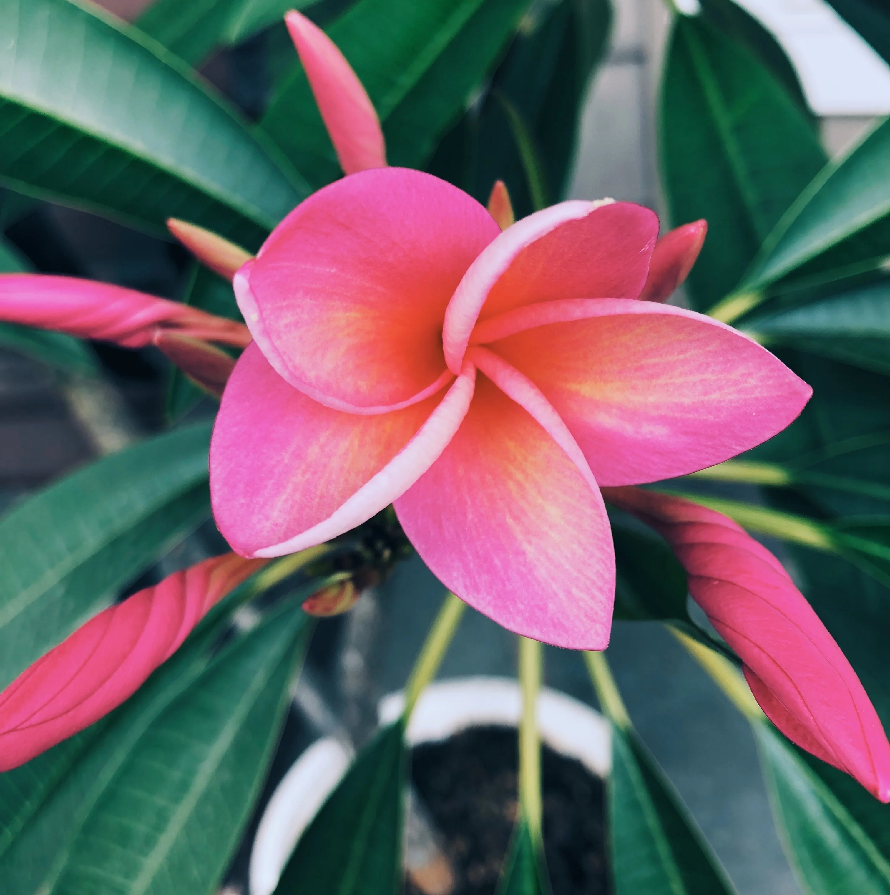 Plumeria Enfleurage. - Image 14