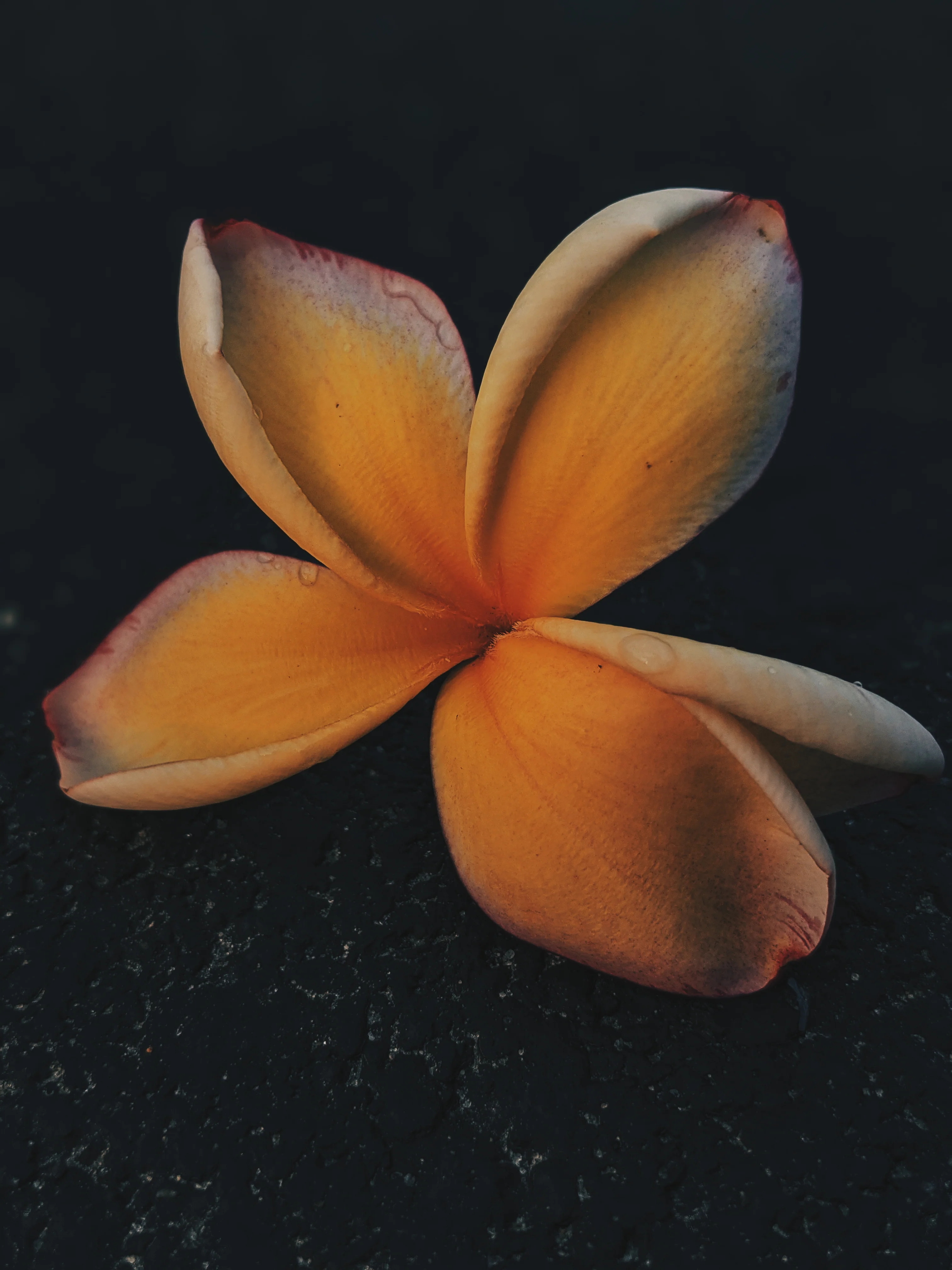 Plumeria Enfleurage. - Image 15
