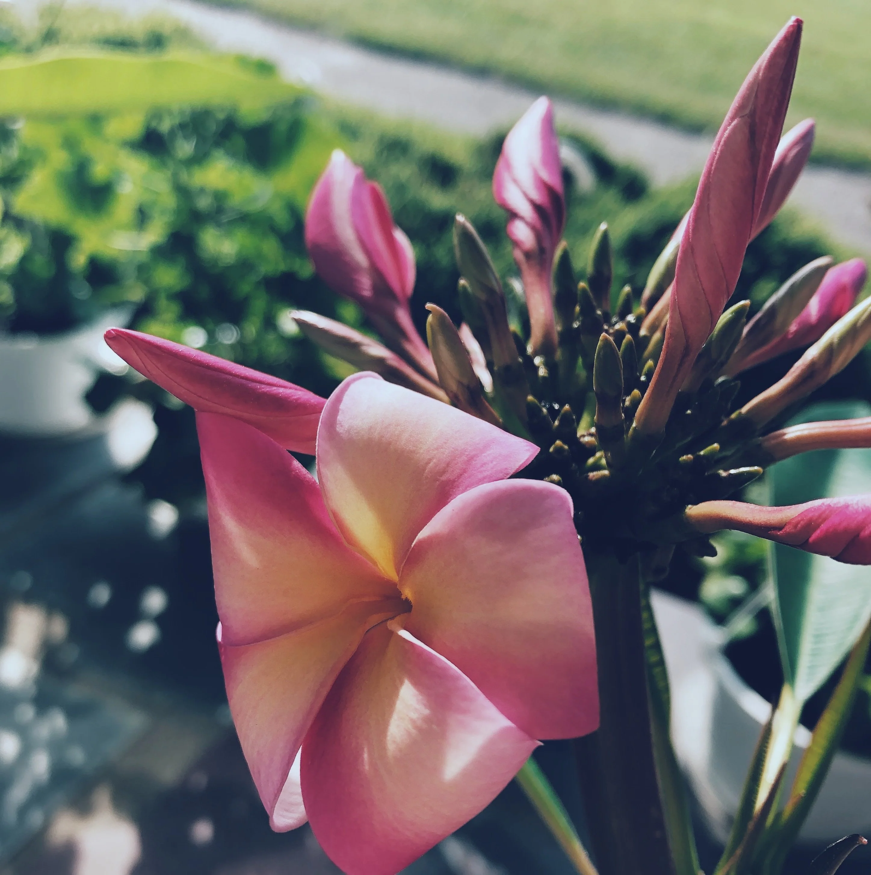 Plumeria Enfleurage. - Image 17