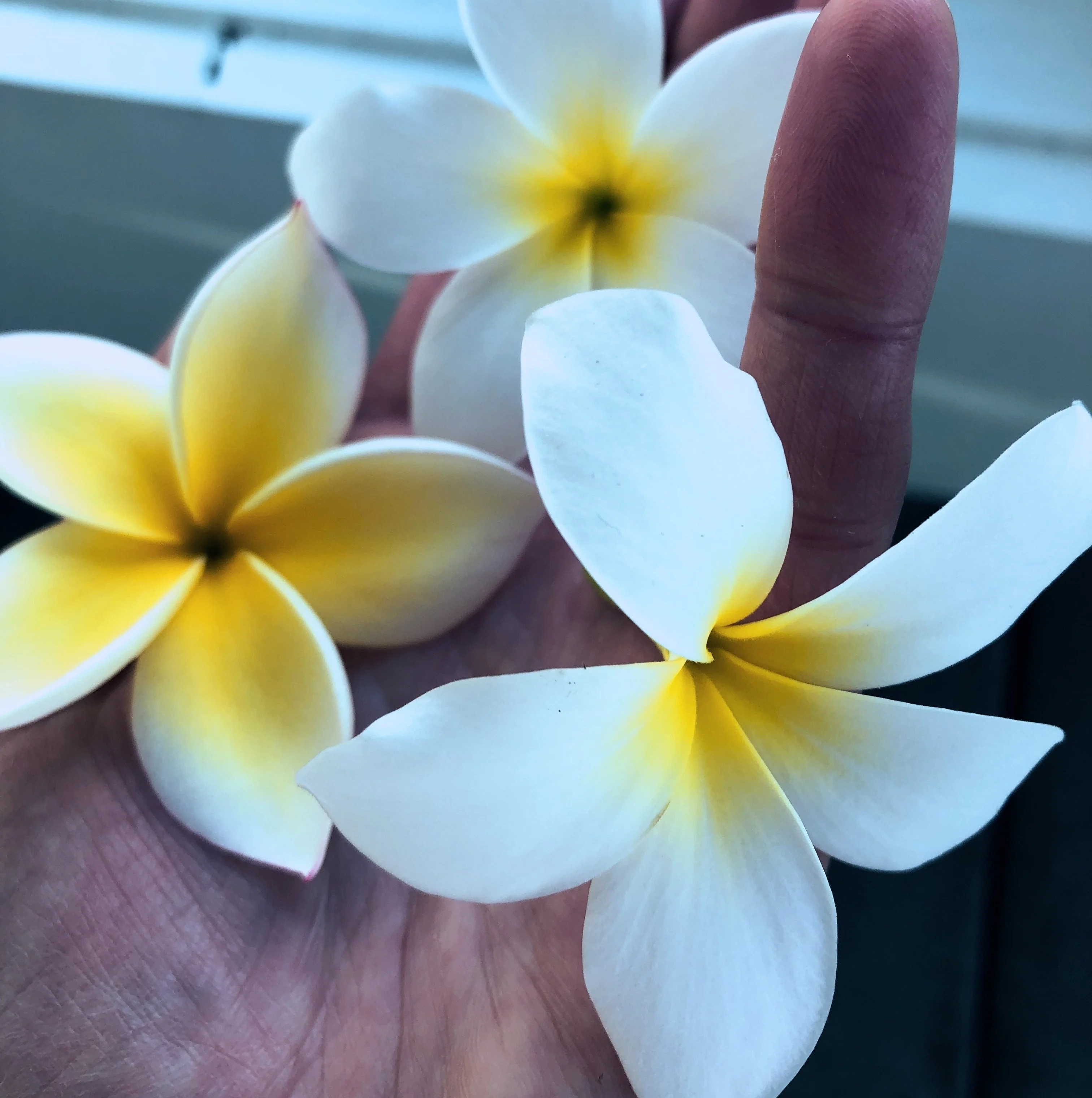 Plumeria Enfleurage. - Image 18