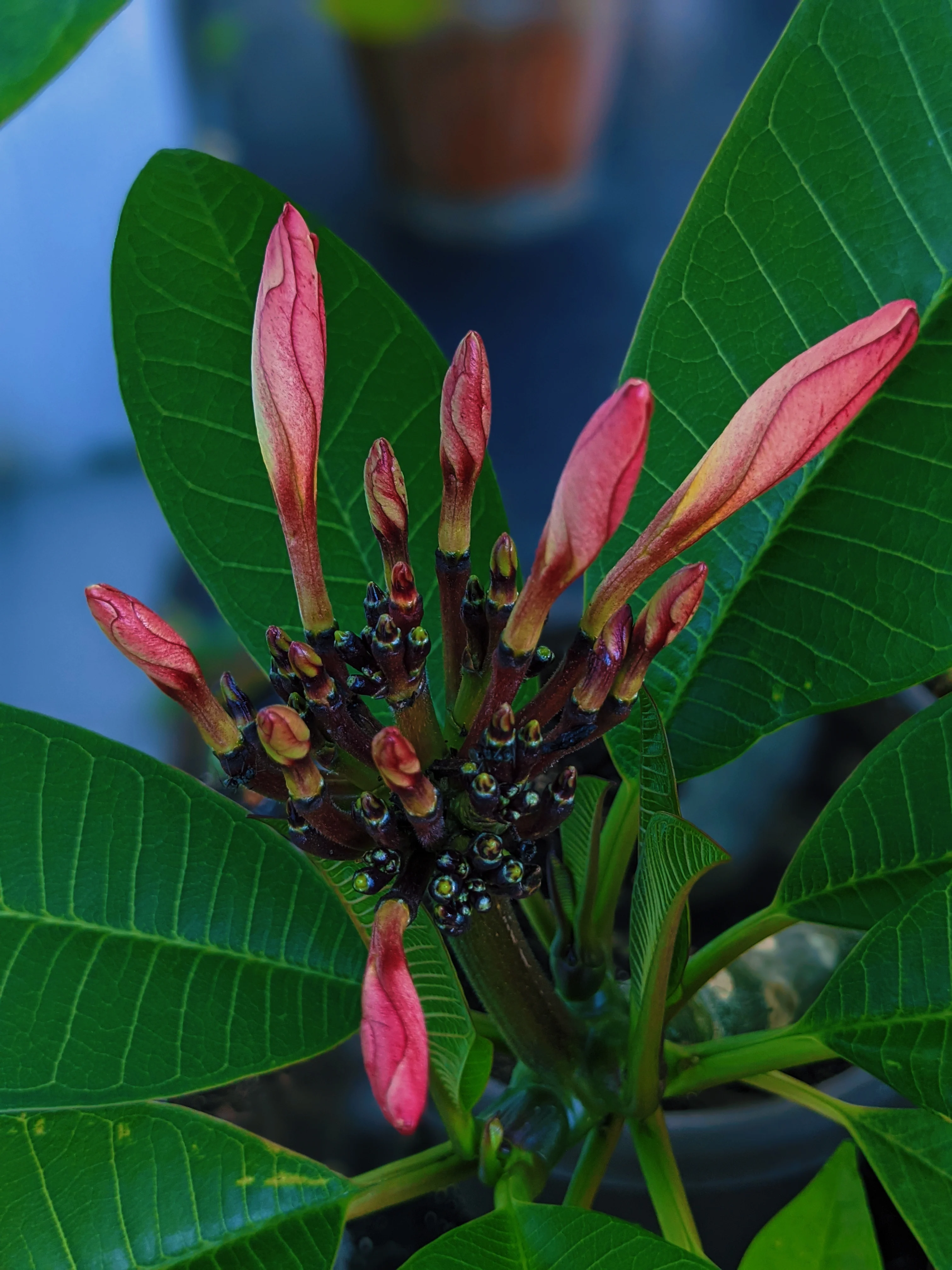 Plumeria Enfleurage. - Image 4