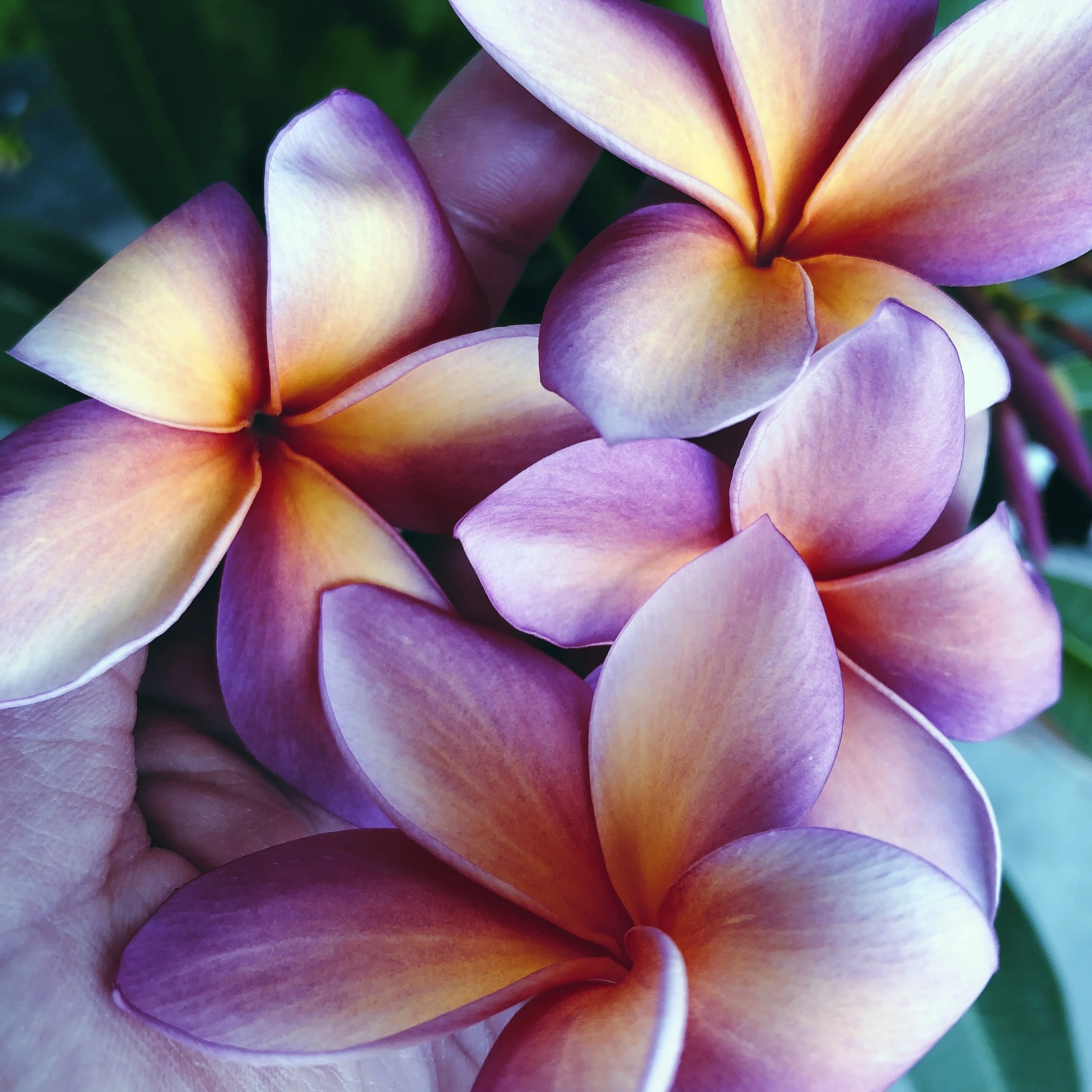 Plumeria Enfleurage. - Image 5