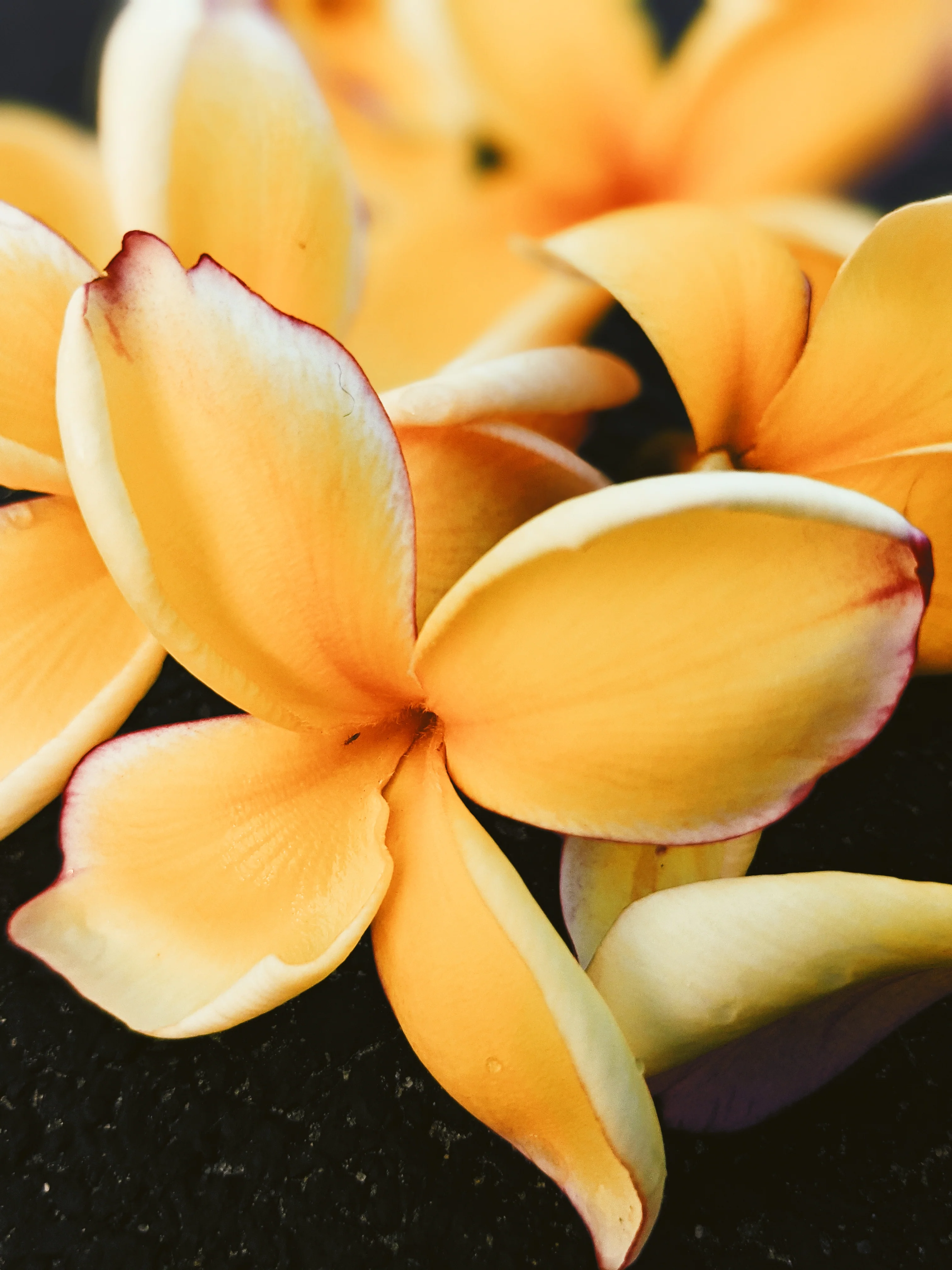 Plumeria Enfleurage. - Image 7