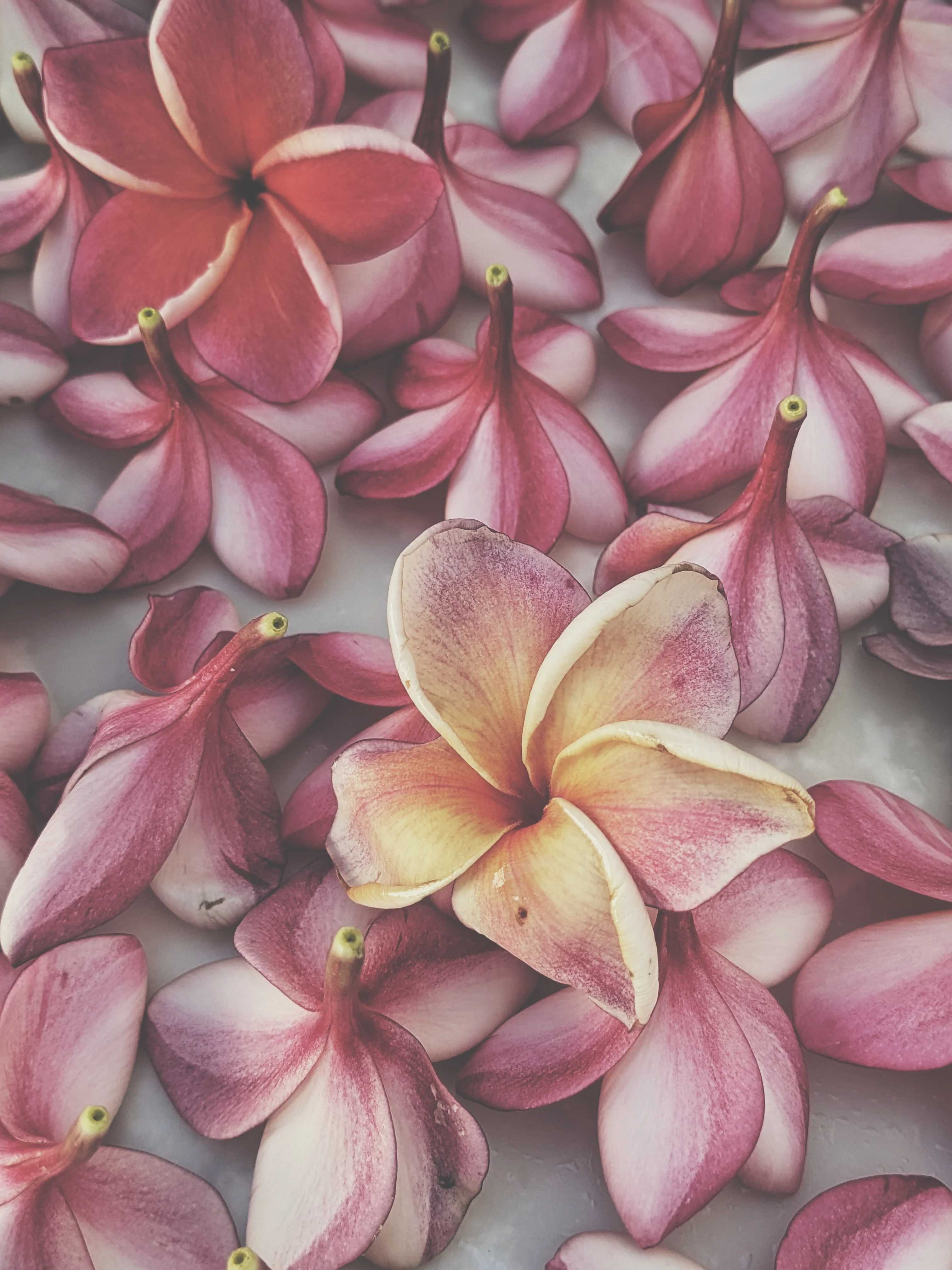 Peach Plumeria Enfleurage. Made exclusively with the flowers from a peach scented plumeria cultivar grown in the Wild Veil Perfume gardens in volcanic soil. Summer 2024. - Image 7