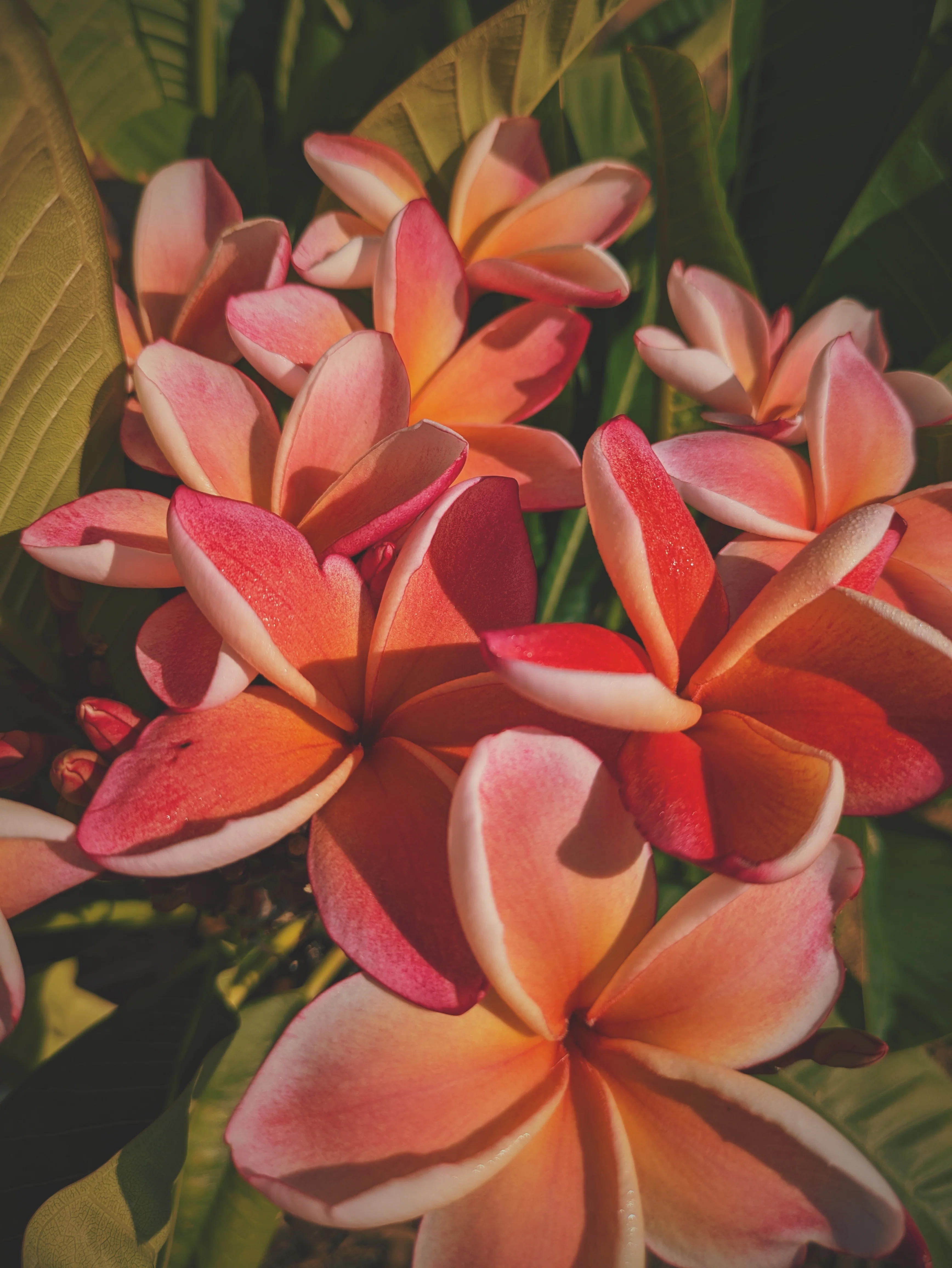 Peach Plumeria Enfleurage. Made exclusively with the flowers from a peach scented plumeria cultivar grown in the Wild Veil Perfume gardens in volcanic soil. Summer 2024. - Image 6