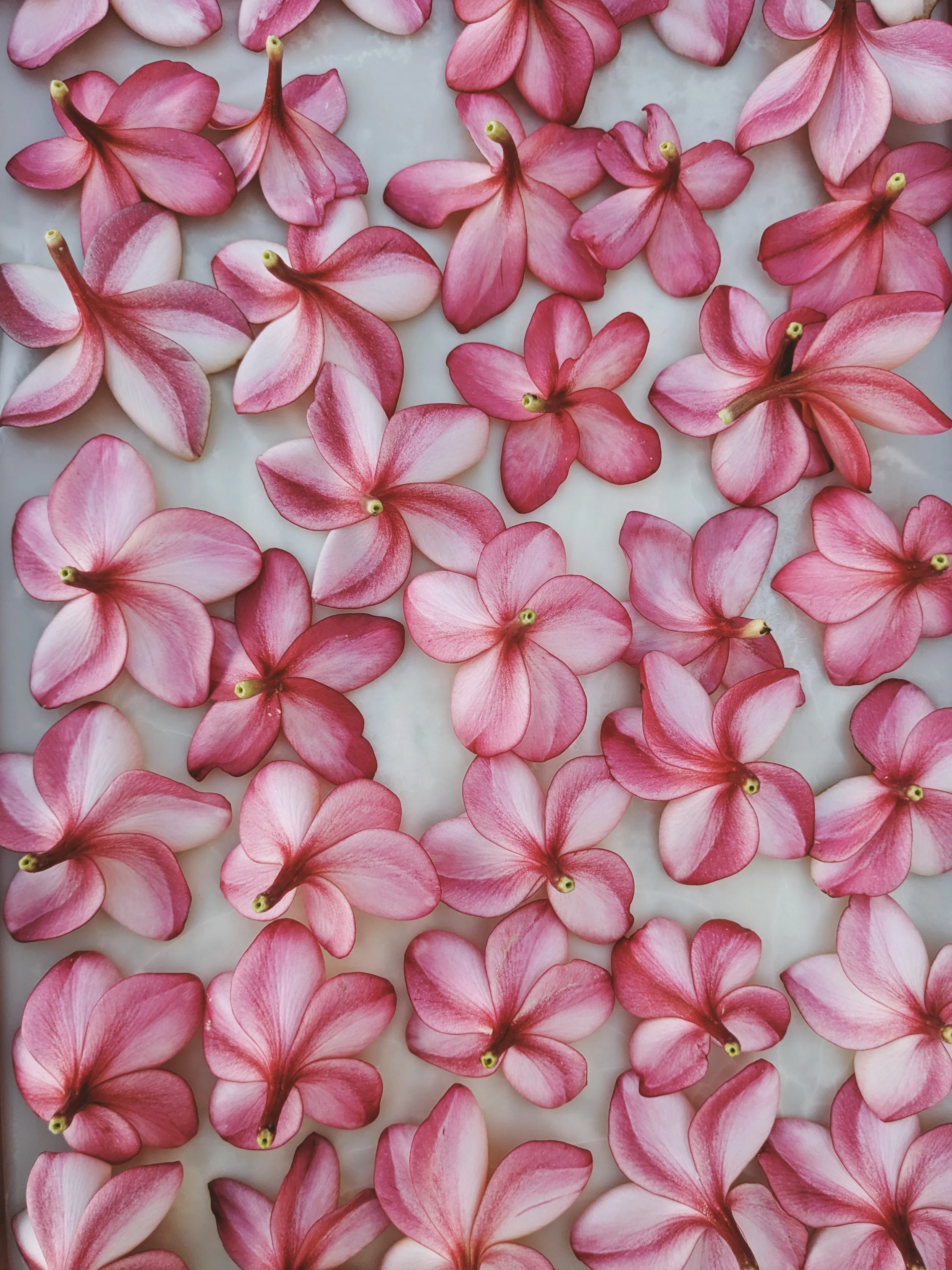 Peach Plumeria Enfleurage. Made exclusively with the flowers from a peach scented plumeria cultivar grown in the Wild Veil Perfume gardens in volcanic soil. Summer 2024. - Image 10