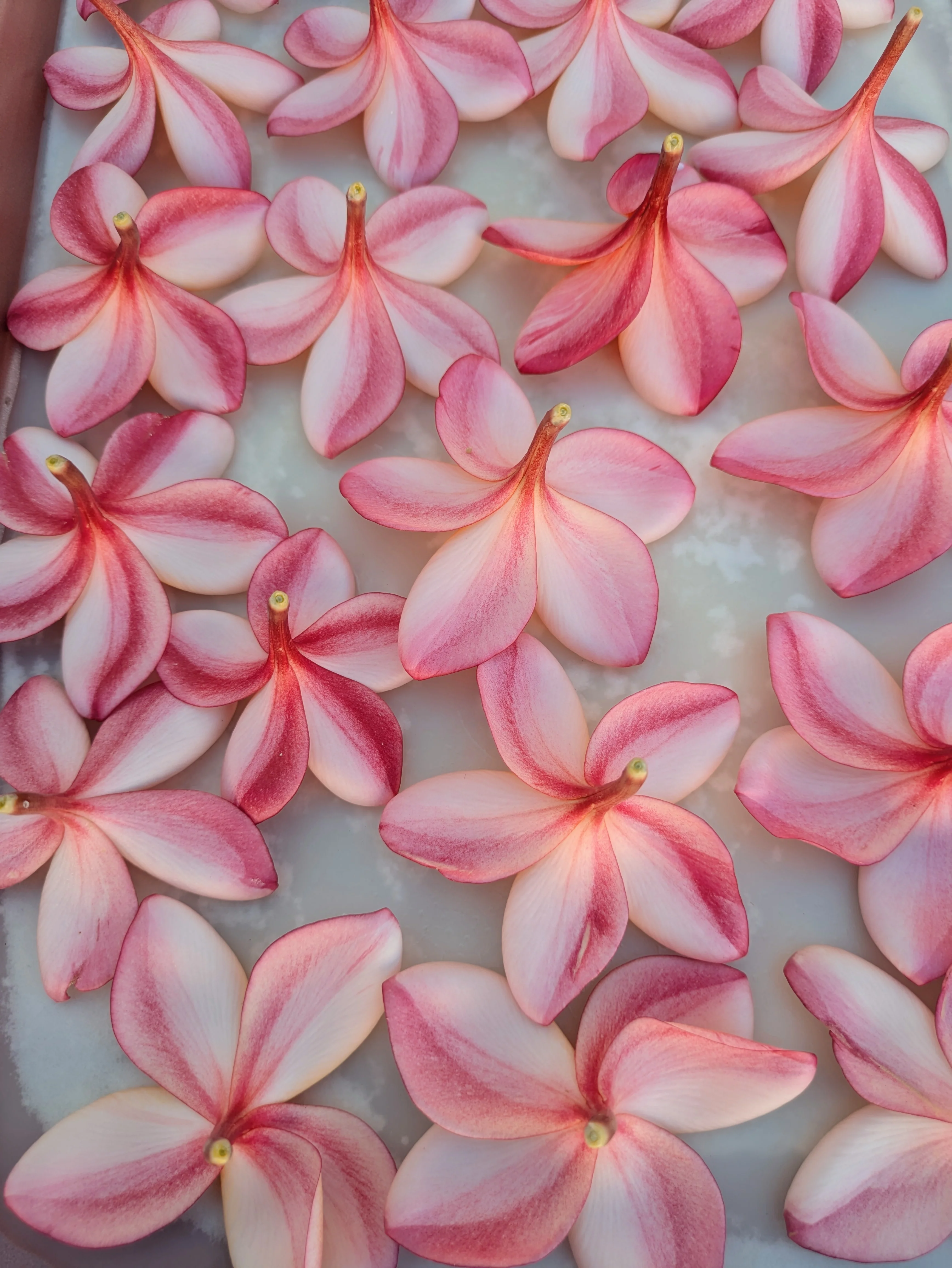 Peach Plumeria Enfleurage. Made exclusively with the flowers from a peach scented plumeria cultivar grown in the Wild Veil Perfume gardens in volcanic soil. Summer 2024. - Image 8