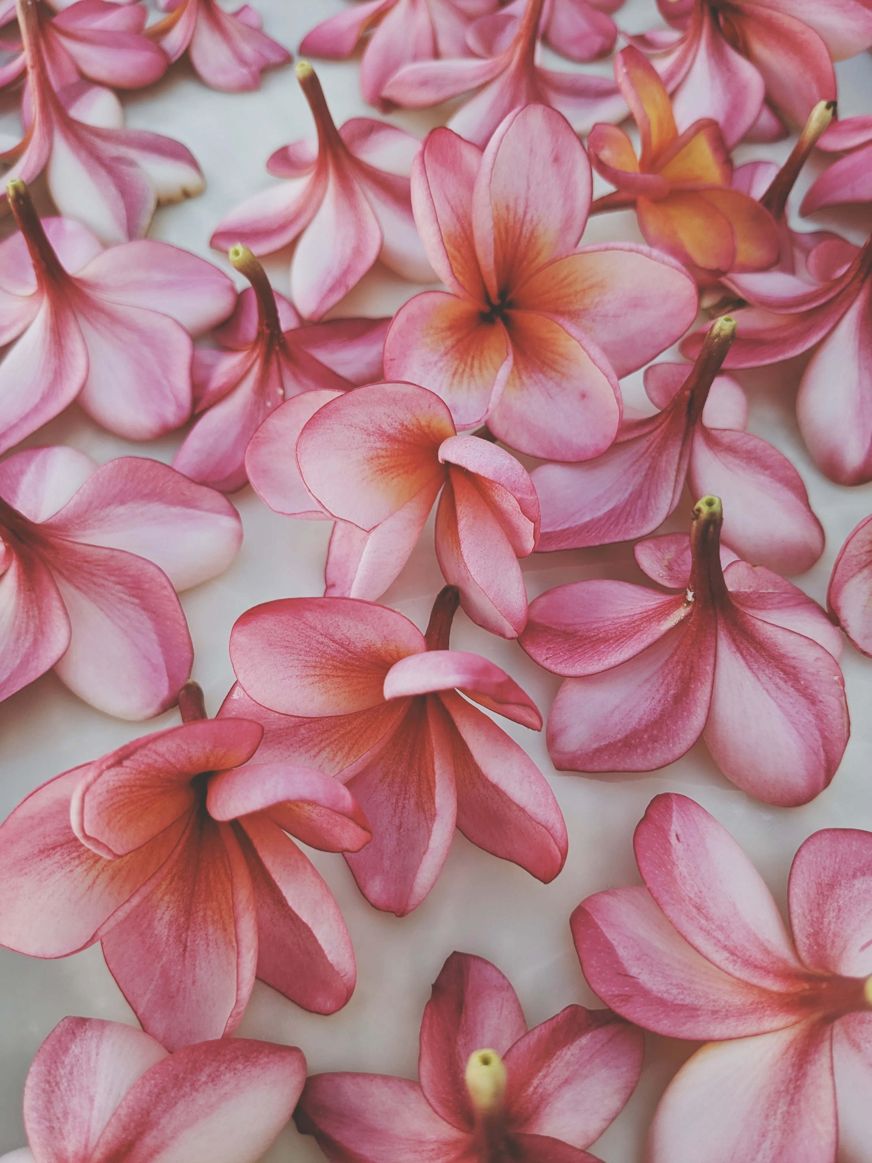 Peach Plumeria Enfleurage. Made exclusively with the flowers from a peach scented plumeria cultivar grown in the Wild Veil Perfume gardens in volcanic soil. Summer 2024. - Image 5