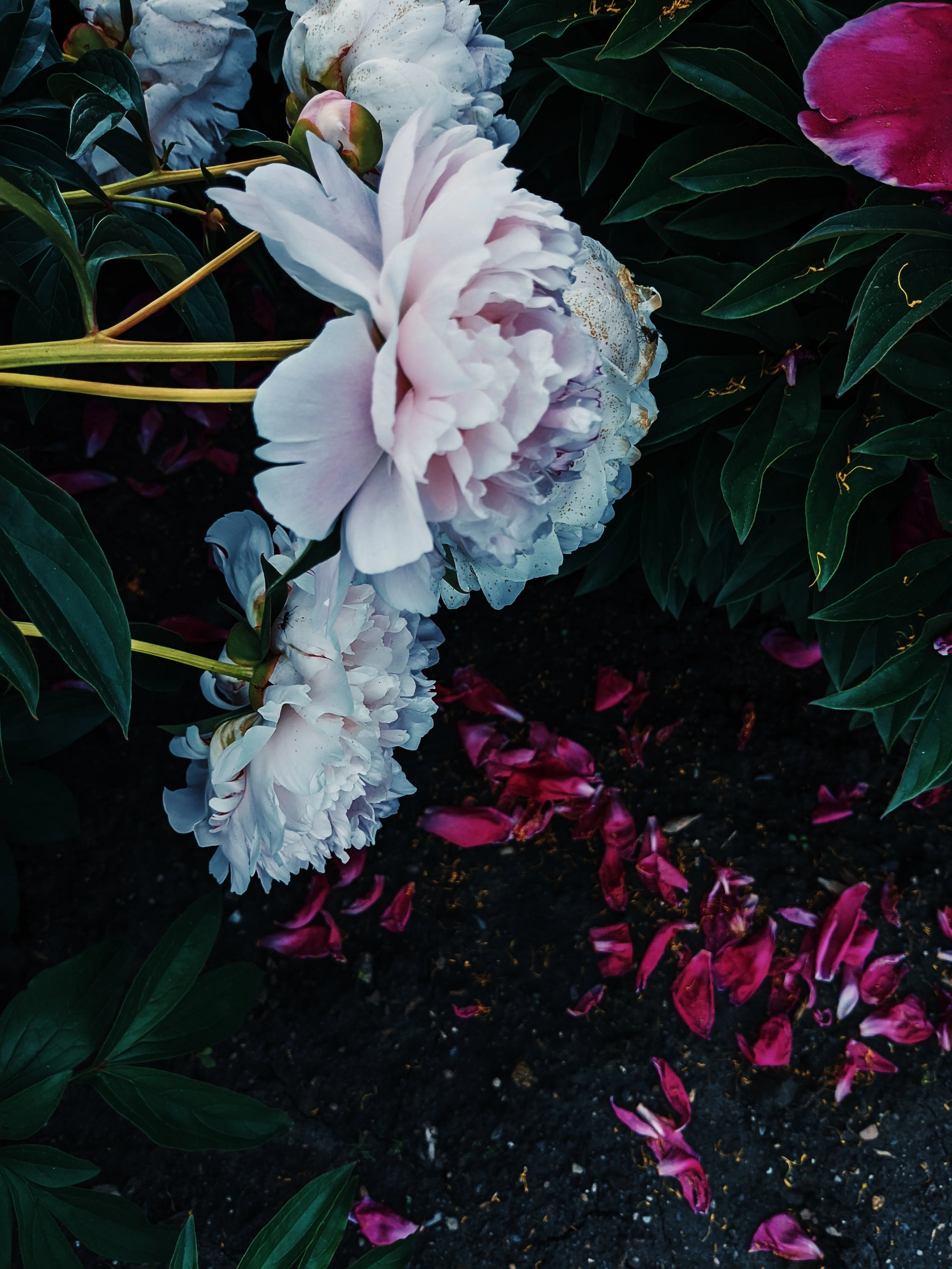 Revenant. natural perfume. smoky leather and florals. July 2022 - Image 4