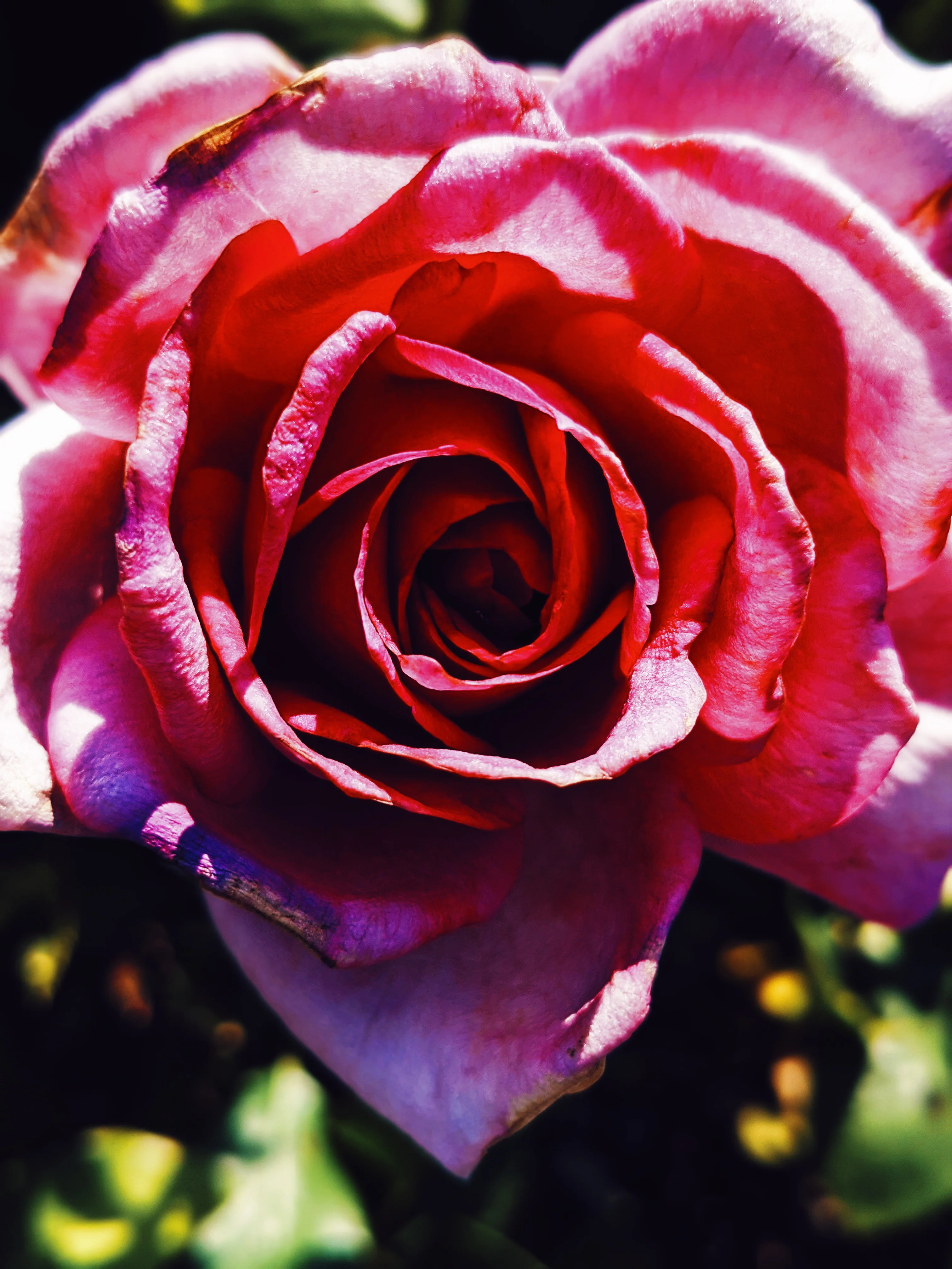 Rose Red. natural perfume. moroccan rose's juicy petals with white sage dust. lapsang souchong smoke, naga resin, dominican sage. May 2023 - Image 11