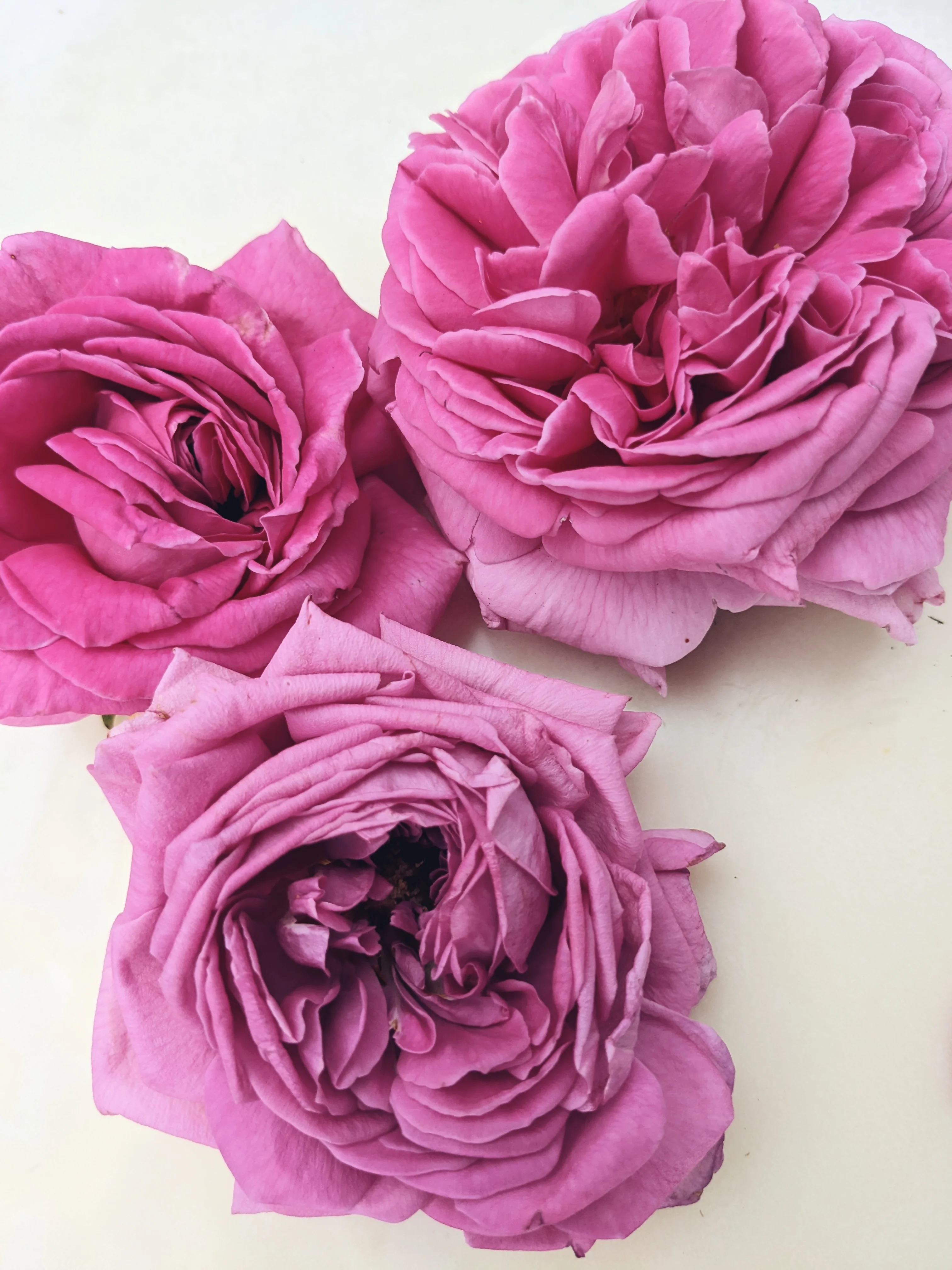 Rose Red. natural perfume. moroccan rose's juicy petals with white sage dust. lapsang souchong smoke, naga resin, dominican sage. May 2023 - Image 3