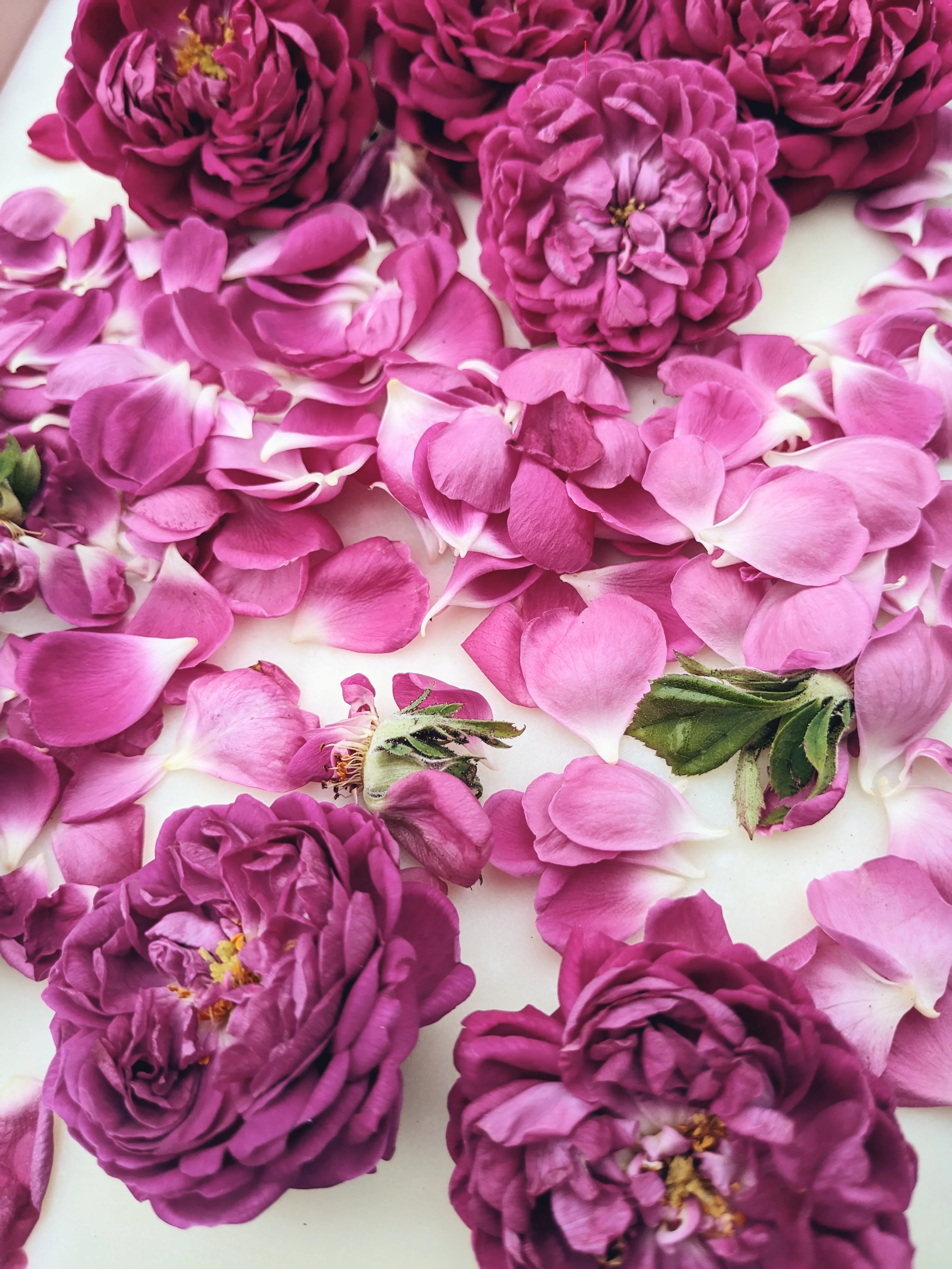 Rose Red. natural perfume. moroccan rose's juicy petals with white sage dust. lapsang souchong smoke, naga resin, dominican sage. May 2023 - Image 4