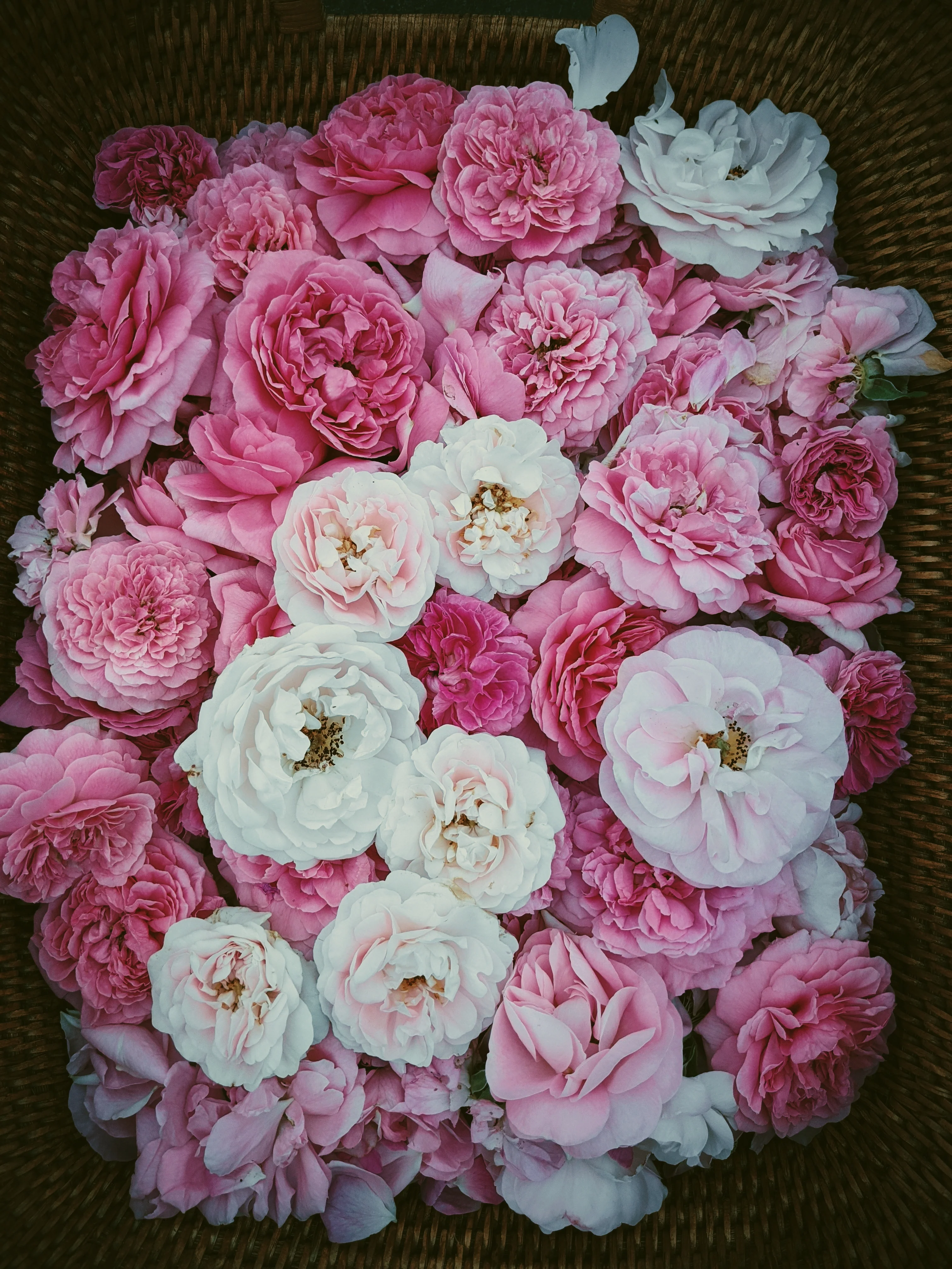 Rose Red. natural perfume. moroccan rose's juicy petals with white sage dust. lapsang souchong smoke, naga resin, dominican sage. May 2023 - Image 9