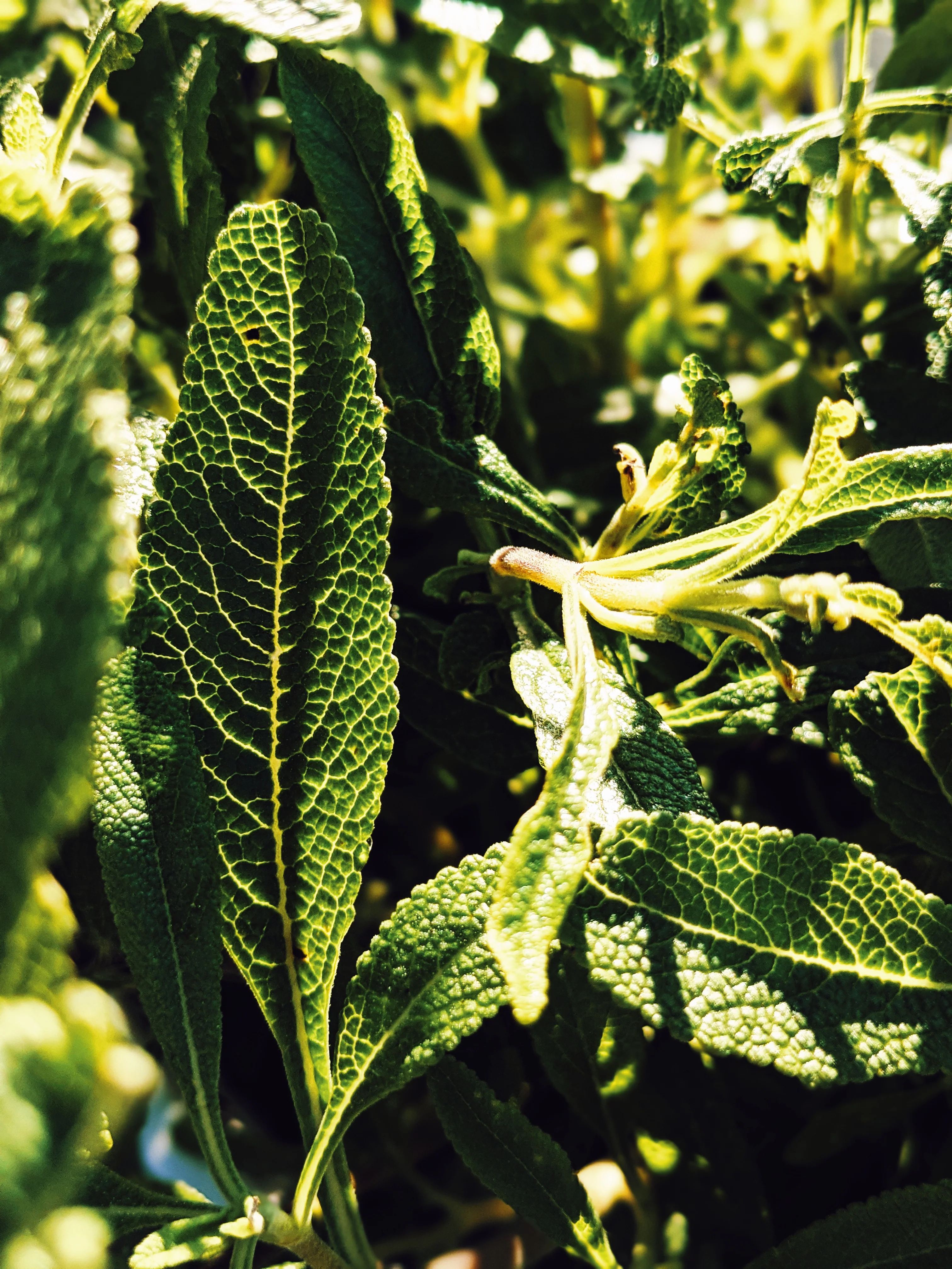 Sage Scrub. Natural perfume fixative. Homegrown white, baja, and black sages and chaparral. - Image 10