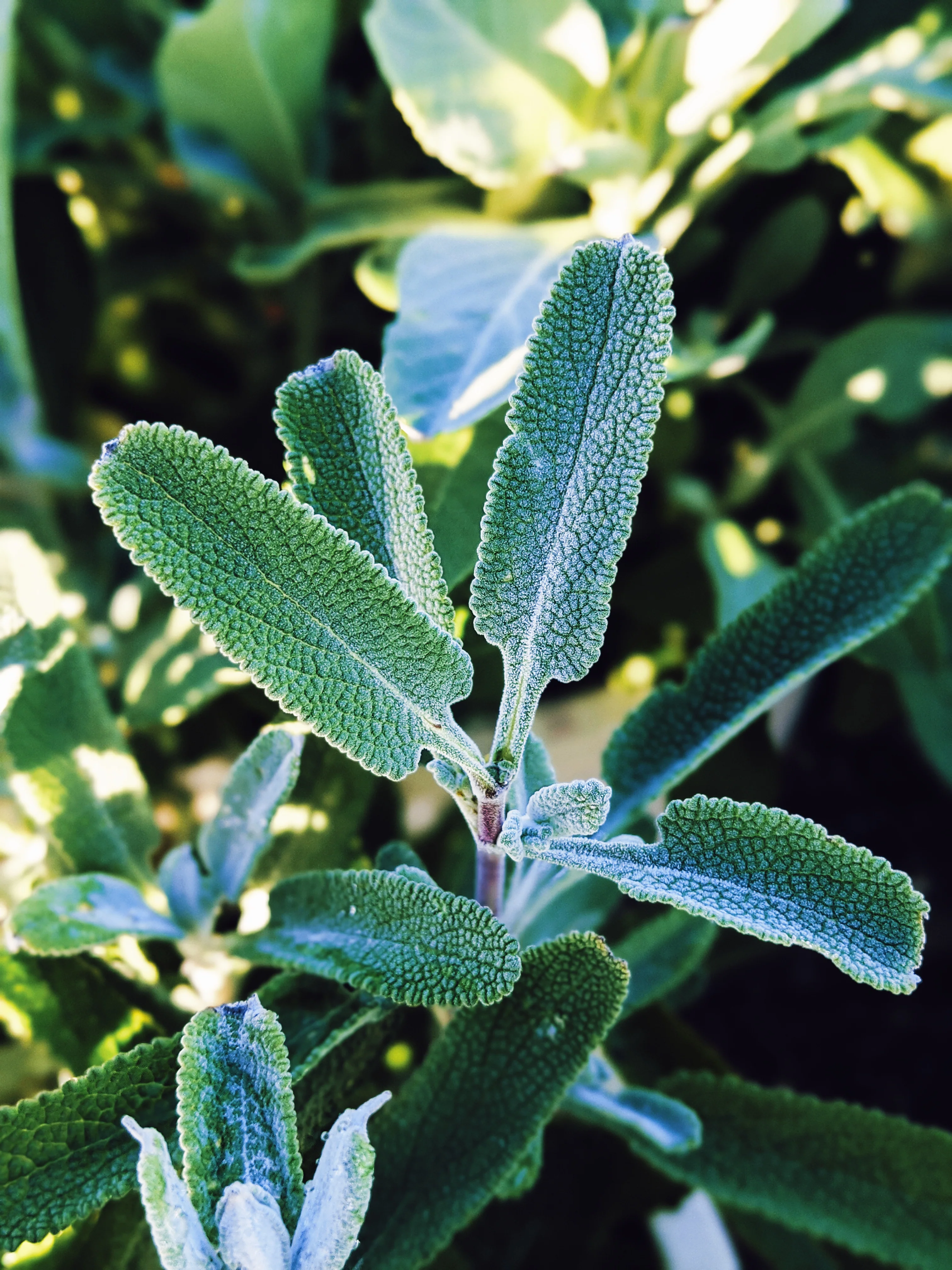 Sage Scrub. Natural perfume fixative. Homegrown white, baja, and black sages and chaparral. - Image 12