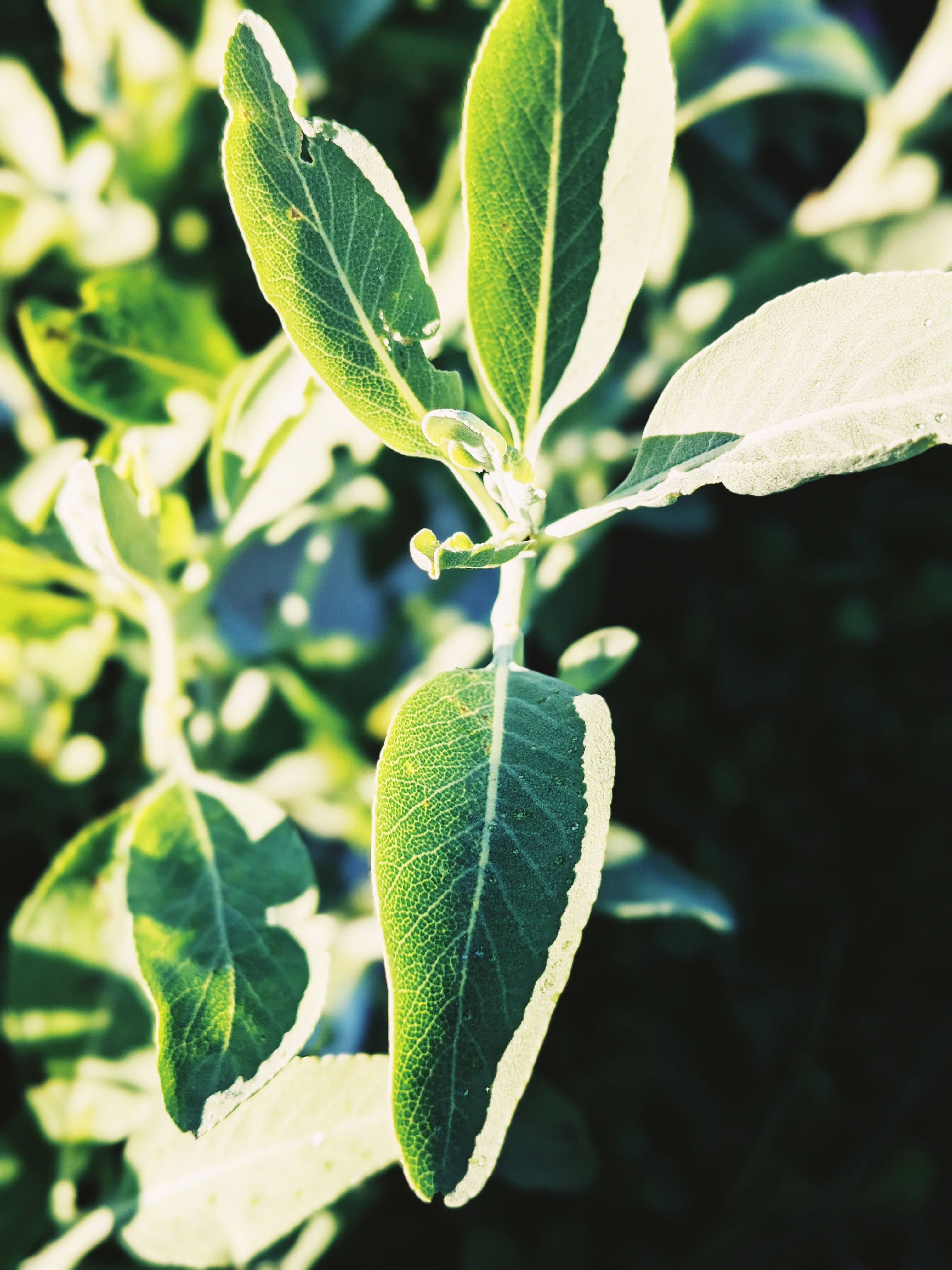 Sage Scrub. Natural perfume fixative. Homegrown white, baja, and black sages and chaparral. - Image 13