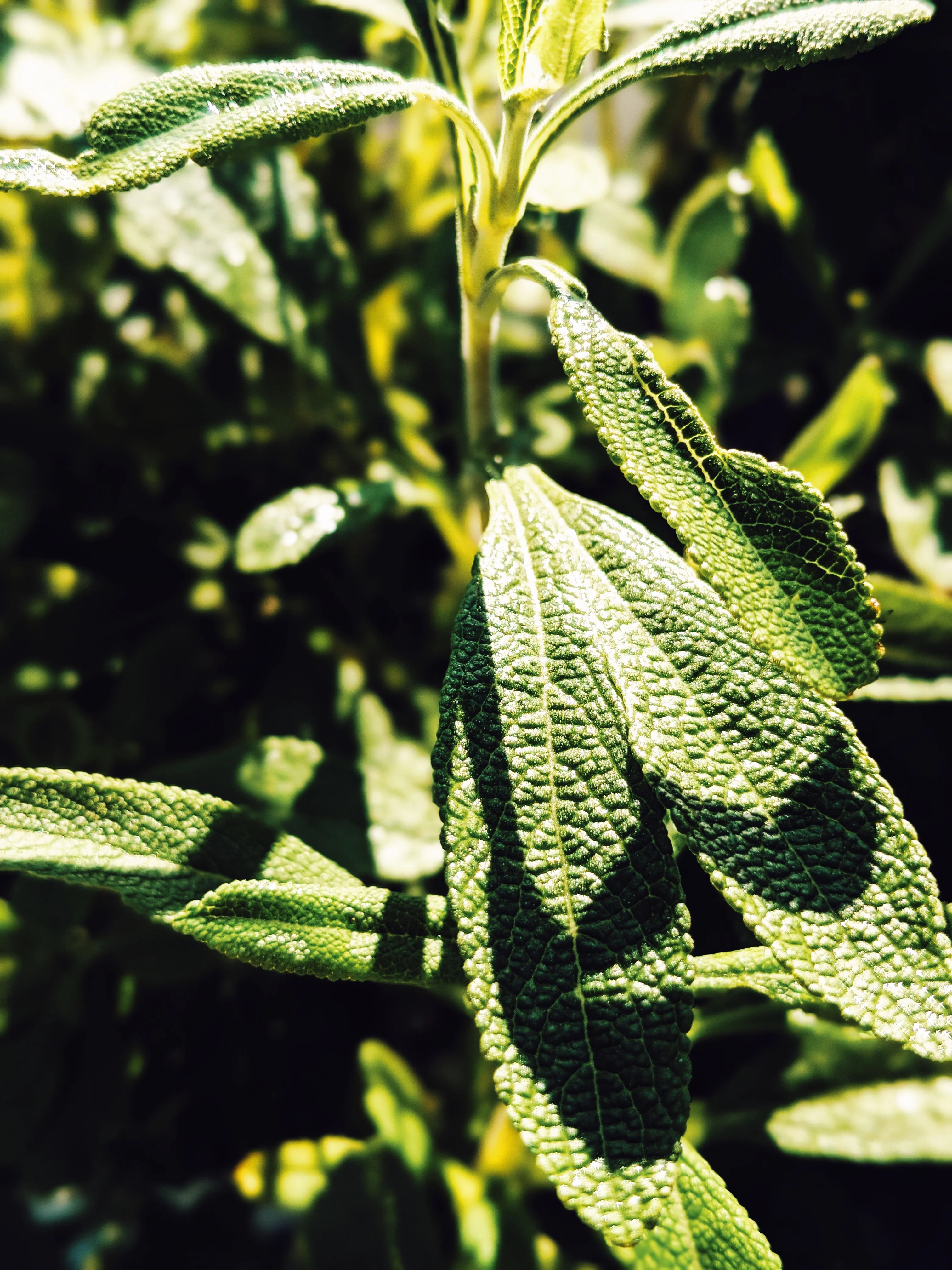 Sage Scrub. Natural perfume fixative. Homegrown white, baja, and black sages and chaparral. - Image 14