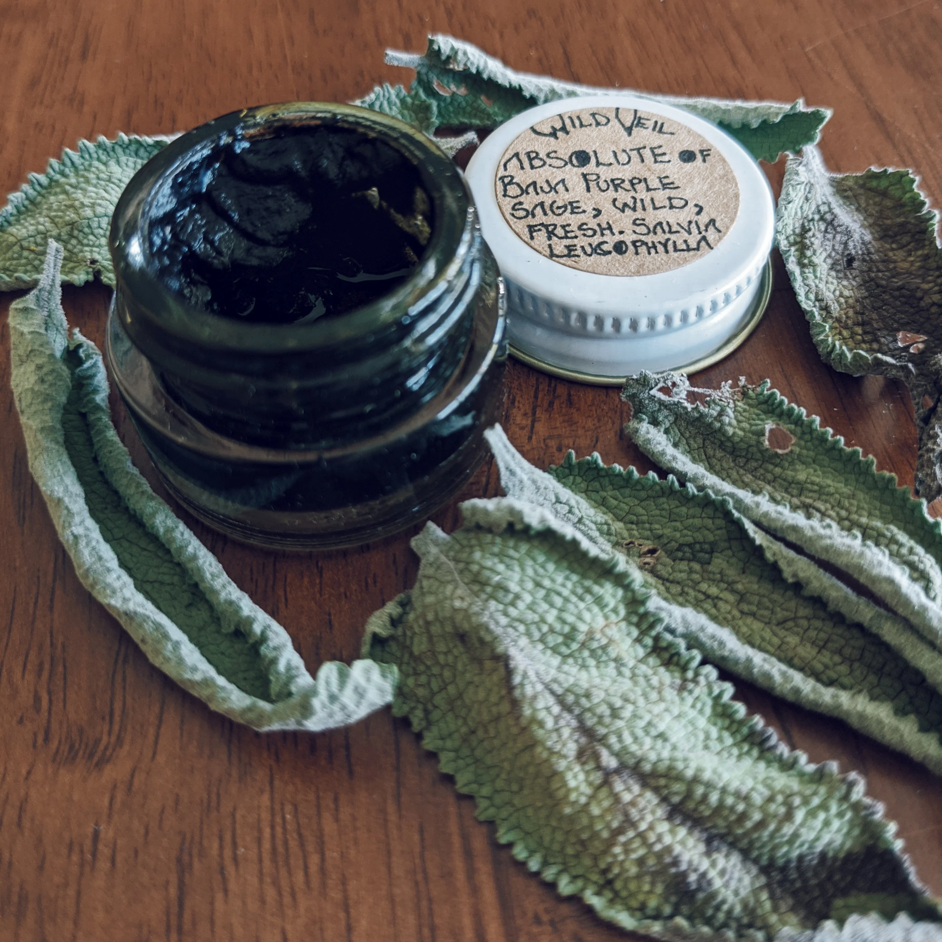 Sage Scrub. Natural perfume fixative. Homegrown white, baja, and black sages and chaparral. - Image 17