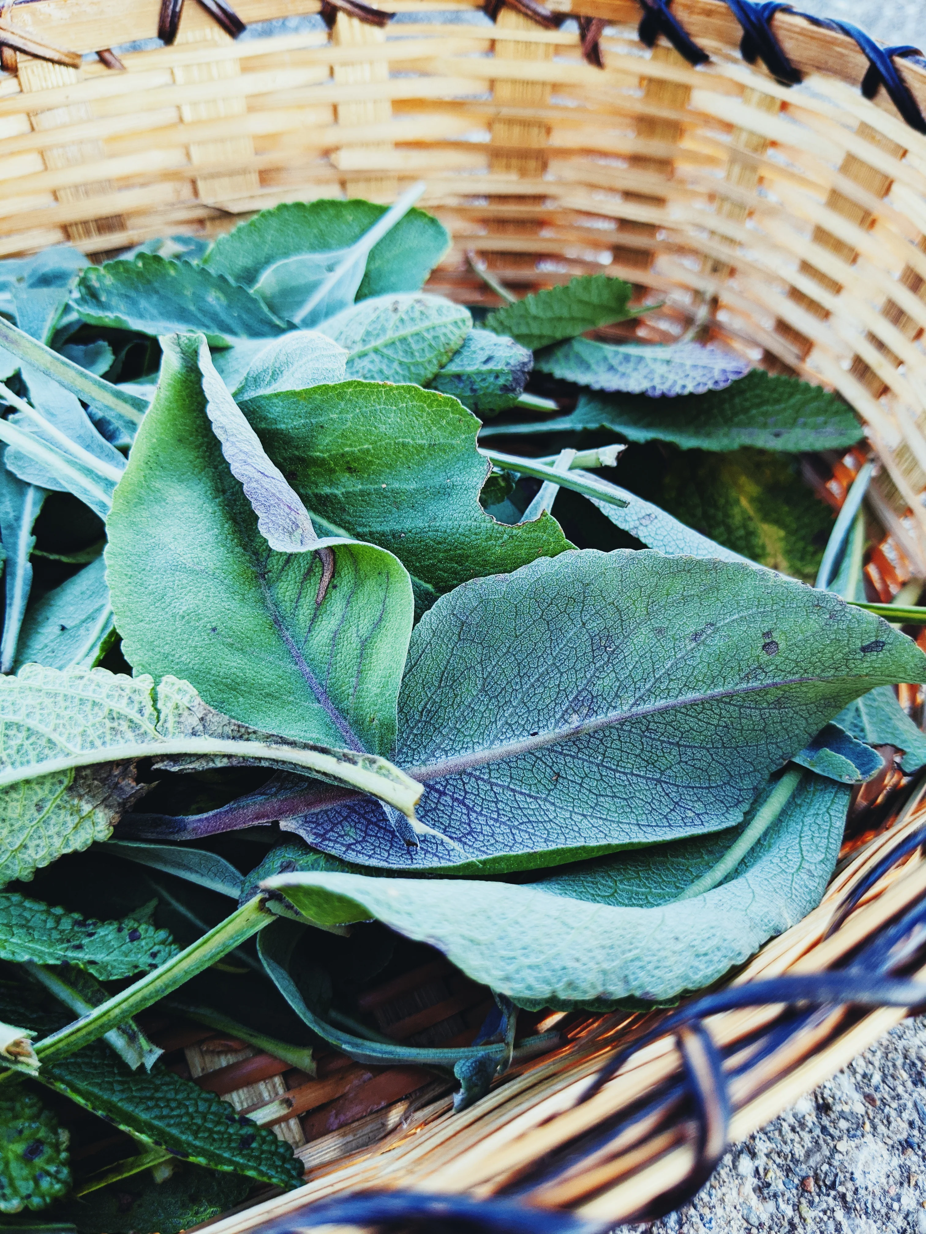 Sage Scrub. Natural perfume fixative. Homegrown white, baja, and black sages and chaparral. - Image 18