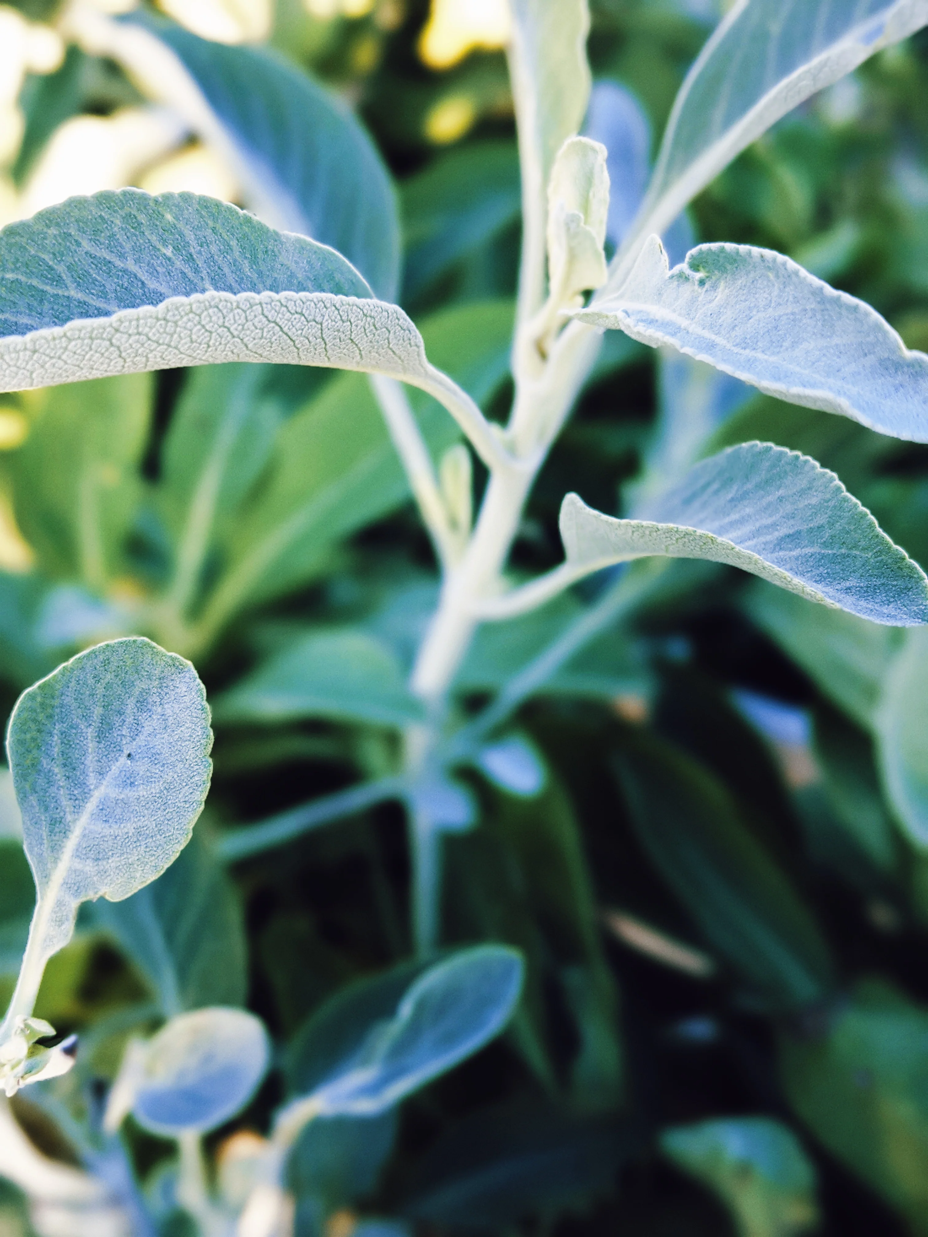 Sage Scrub. Natural perfume fixative. Homegrown white, baja, and black sages and chaparral. - Image 20