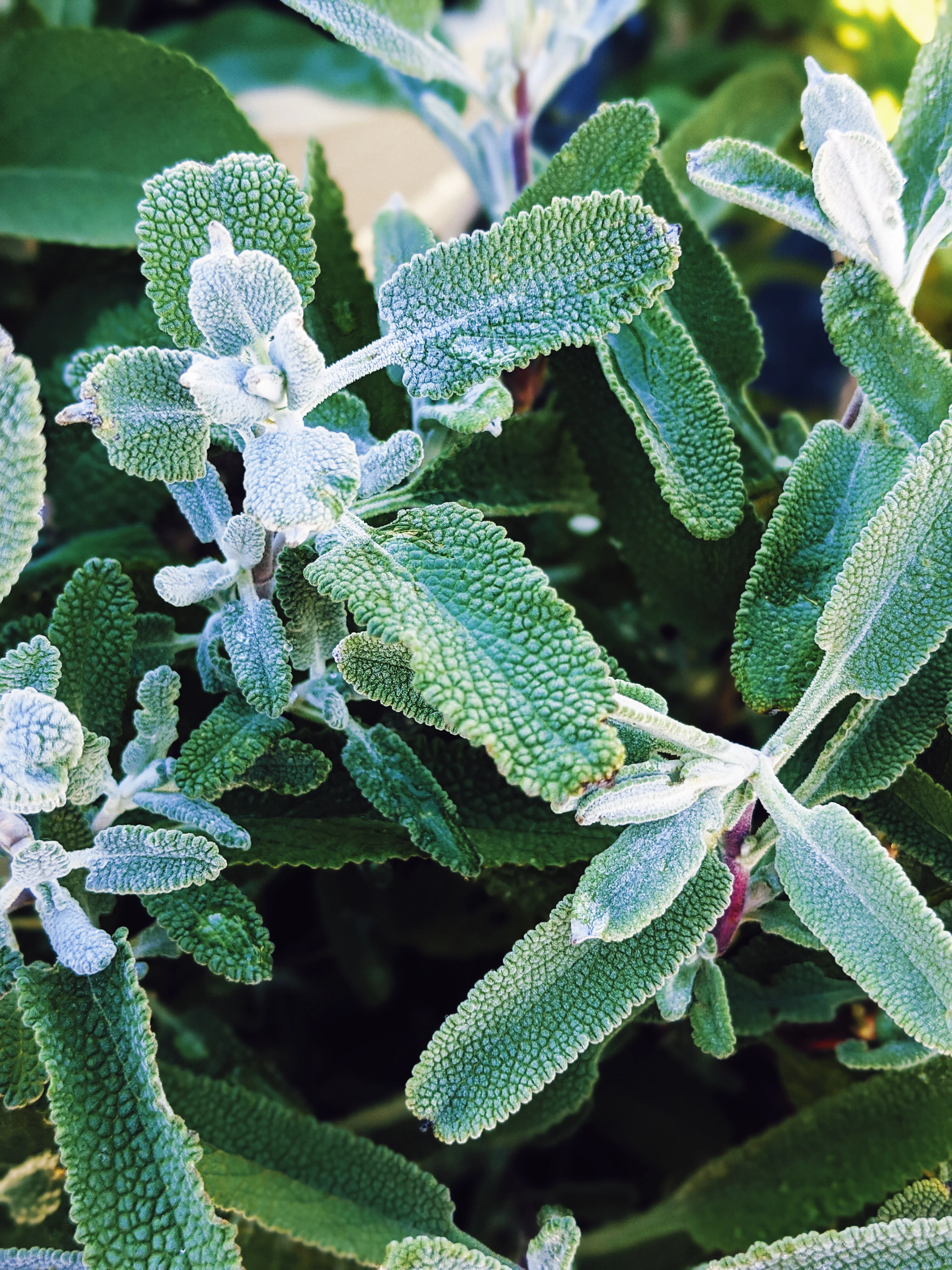 Sage Scrub. Natural perfume fixative. Homegrown white, baja, and black sages and chaparral. - Image 21