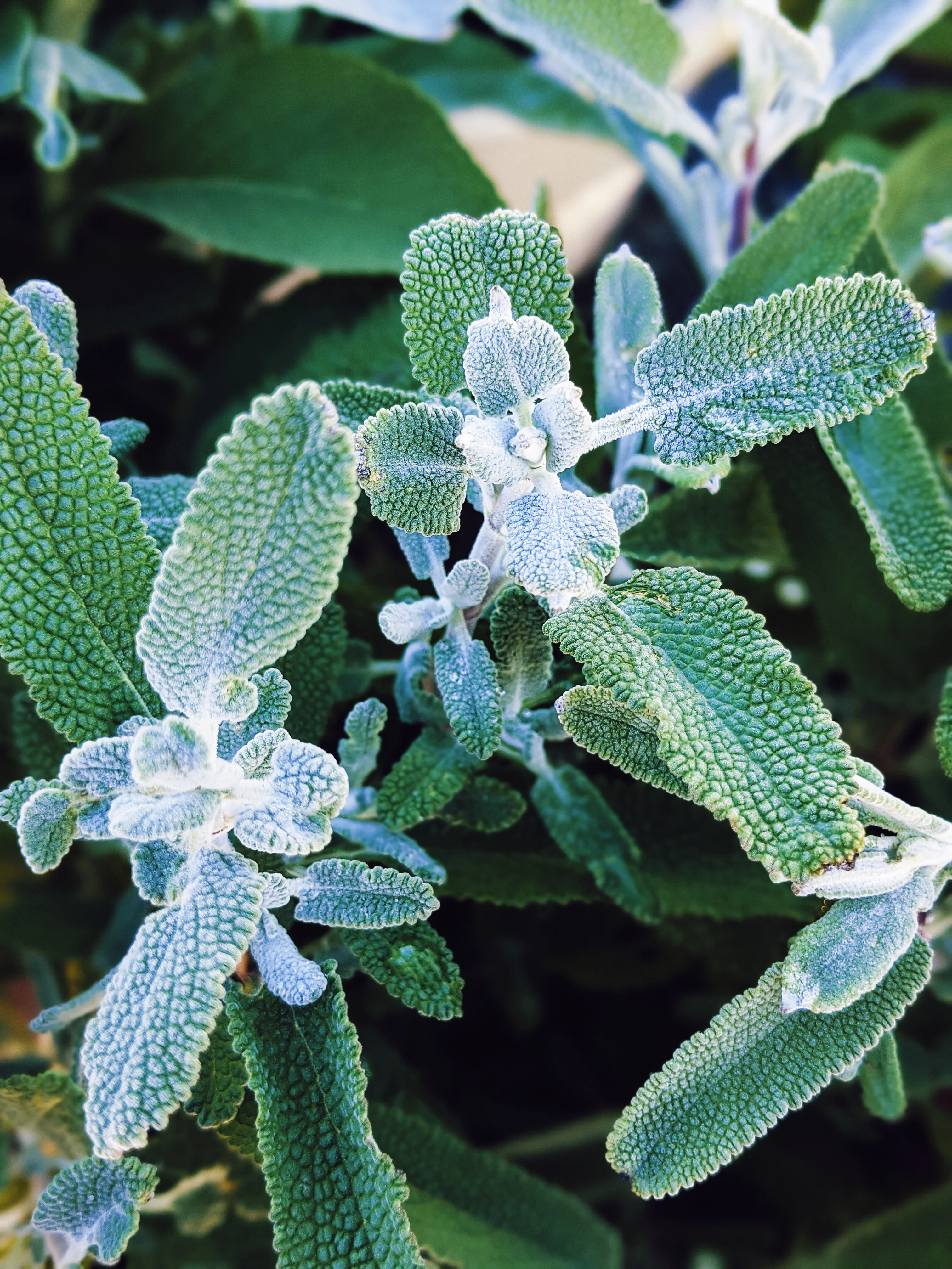 Sage Scrub. Natural perfume fixative. Homegrown white, baja, and black sages and chaparral. - Image 22