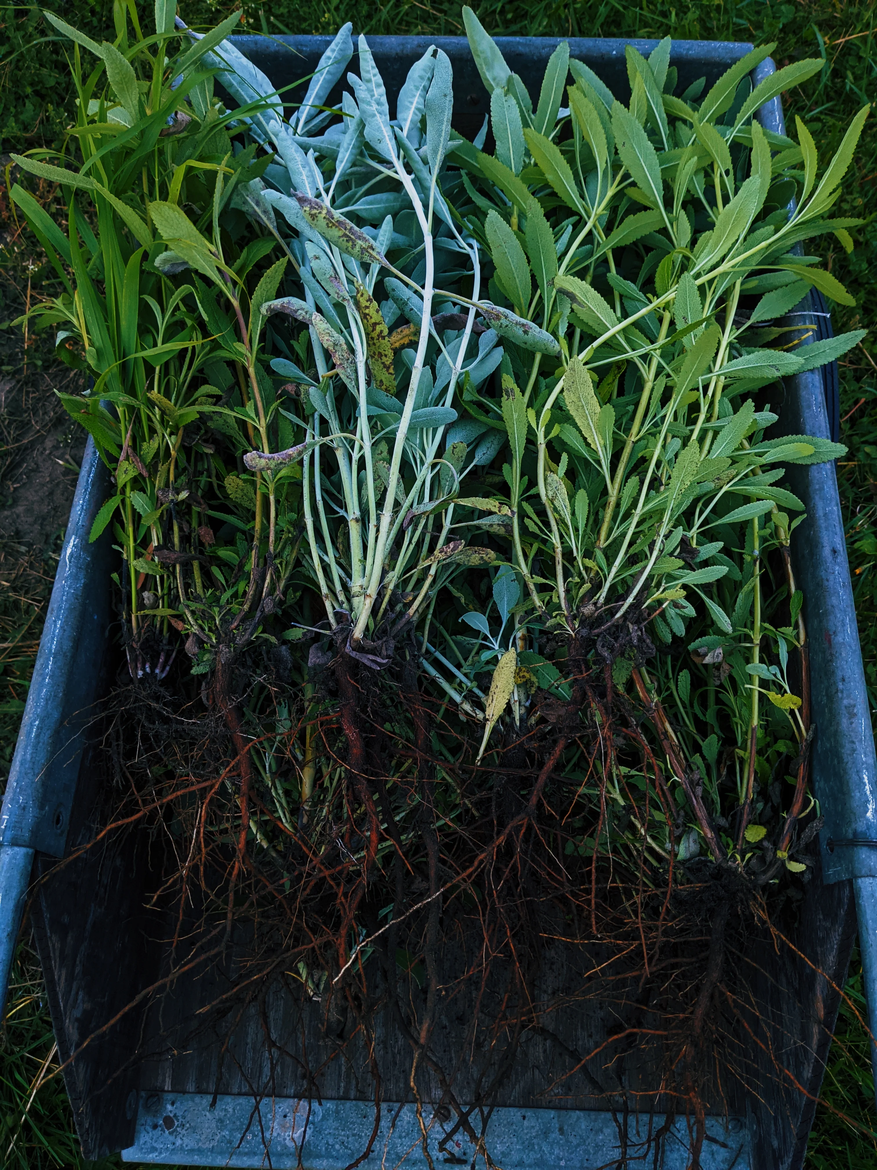 Sage Scrub. Natural perfume fixative. Homegrown white, baja, and black sages and chaparral. - Image 3