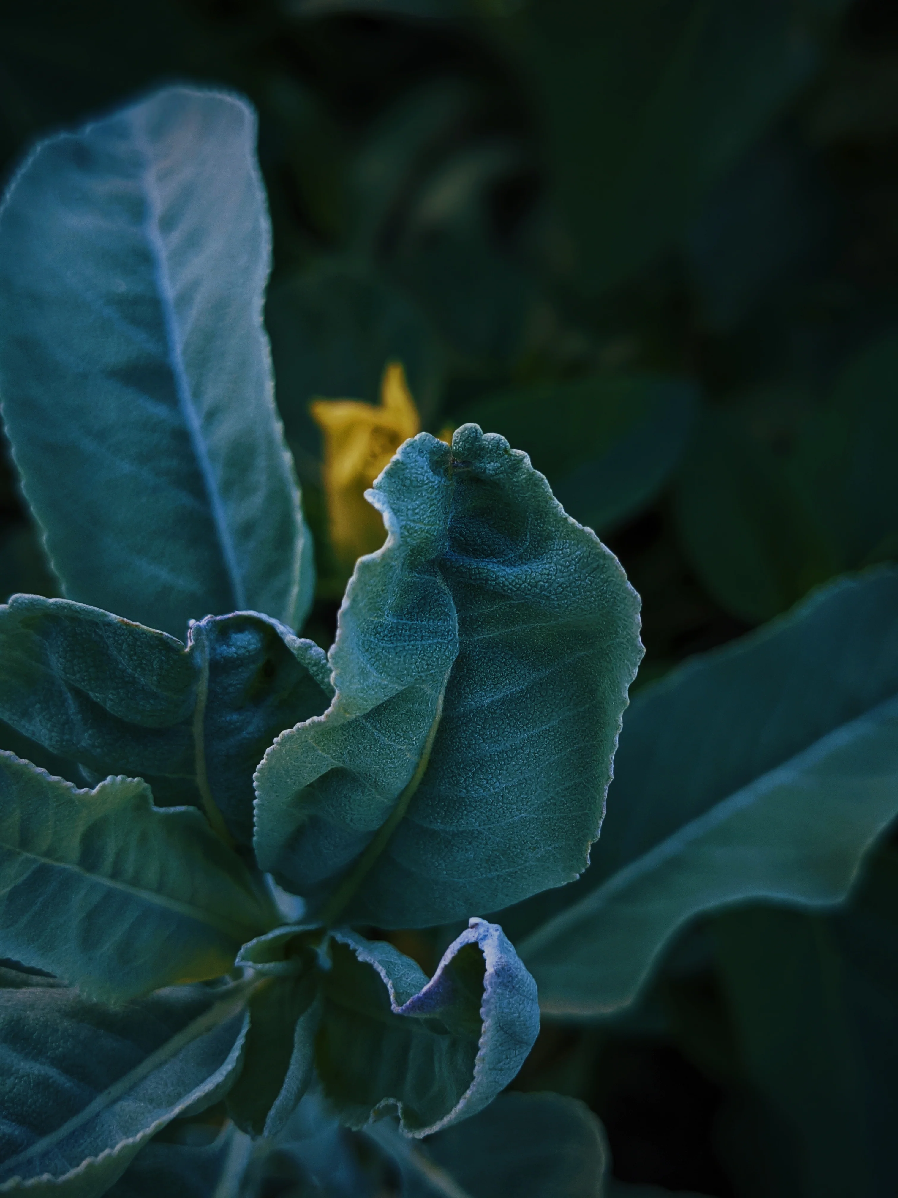 Sage Scrub. Natural perfume fixative. Homegrown white, baja, and black sages and chaparral. - Image 4