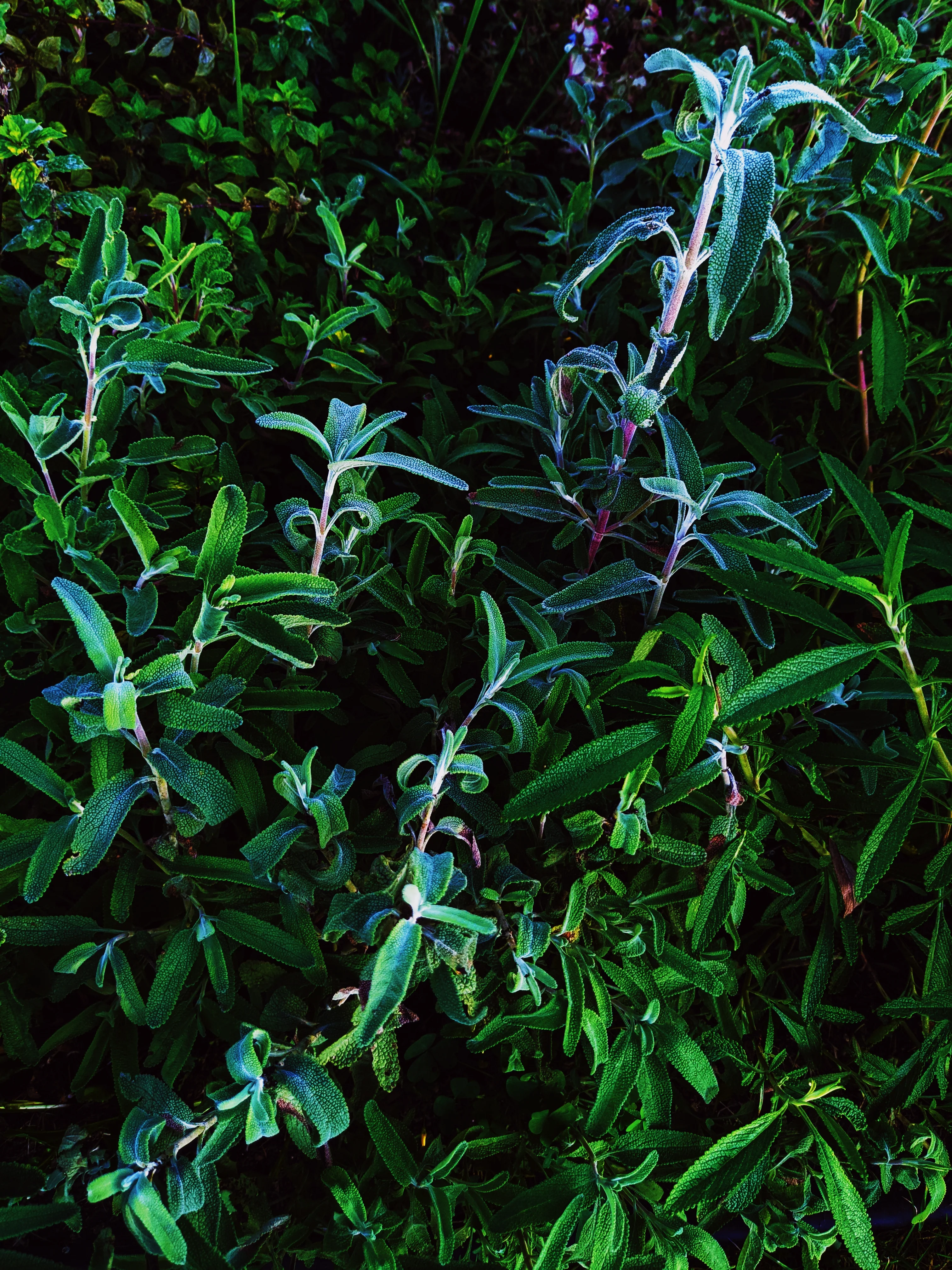 Sage Scrub. Natural perfume fixative. Homegrown white, baja, and black sages and chaparral. - Image 5