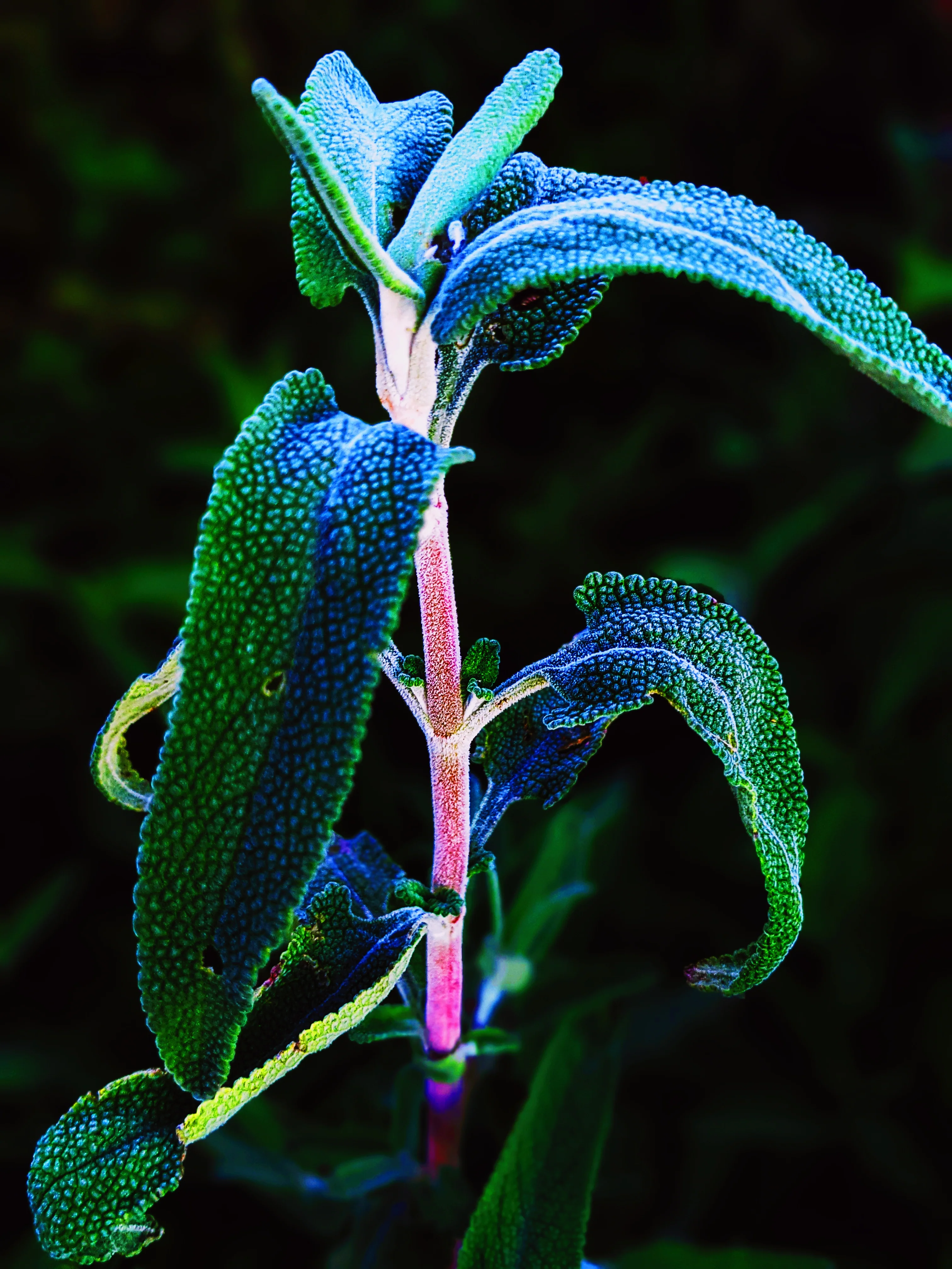 Sage Scrub. Natural perfume fixative. Homegrown white, baja, and black sages and chaparral. - Image 6
