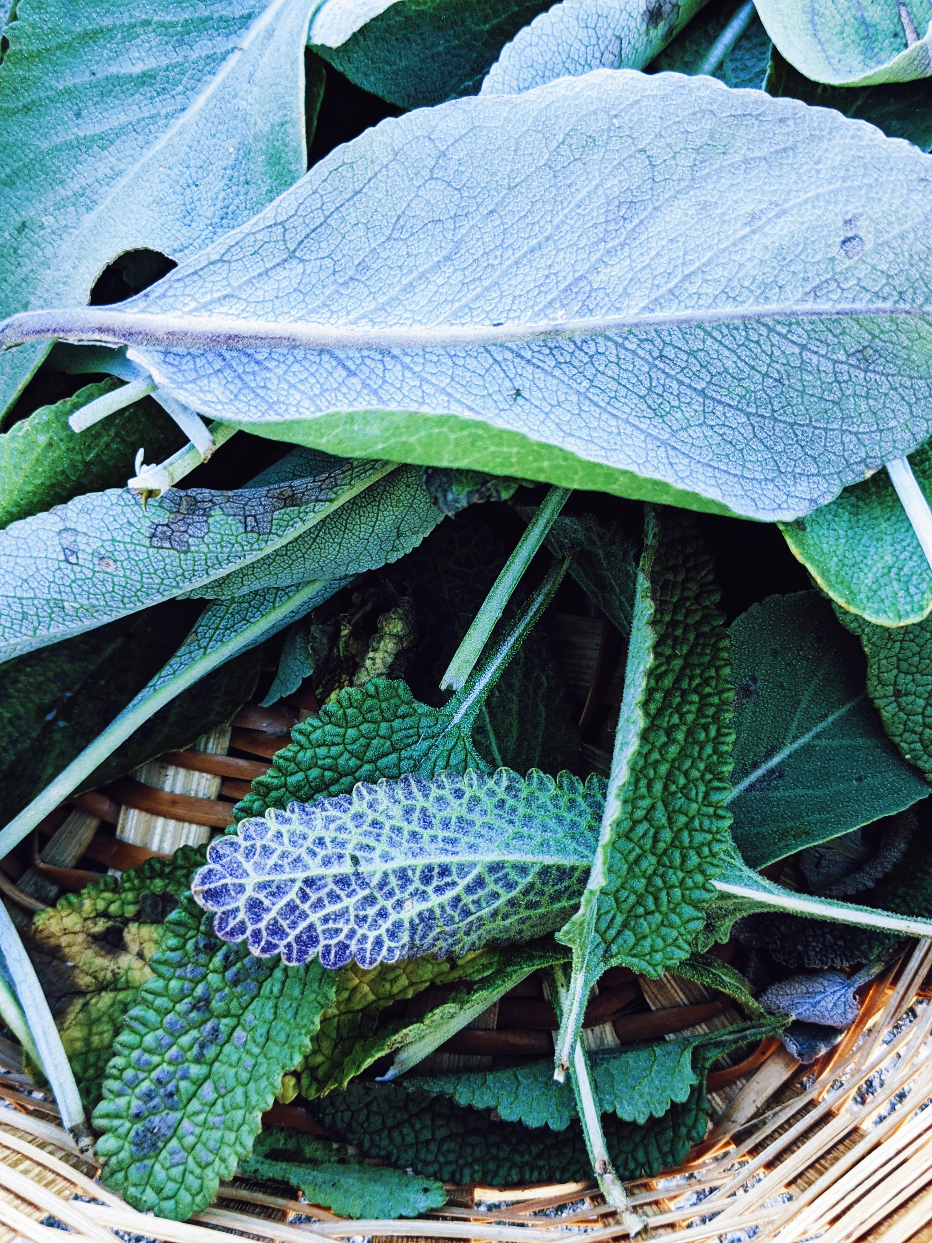 Sage Scrub. Natural perfume fixative. Homegrown white, baja, and black sages and chaparral. - Image 7